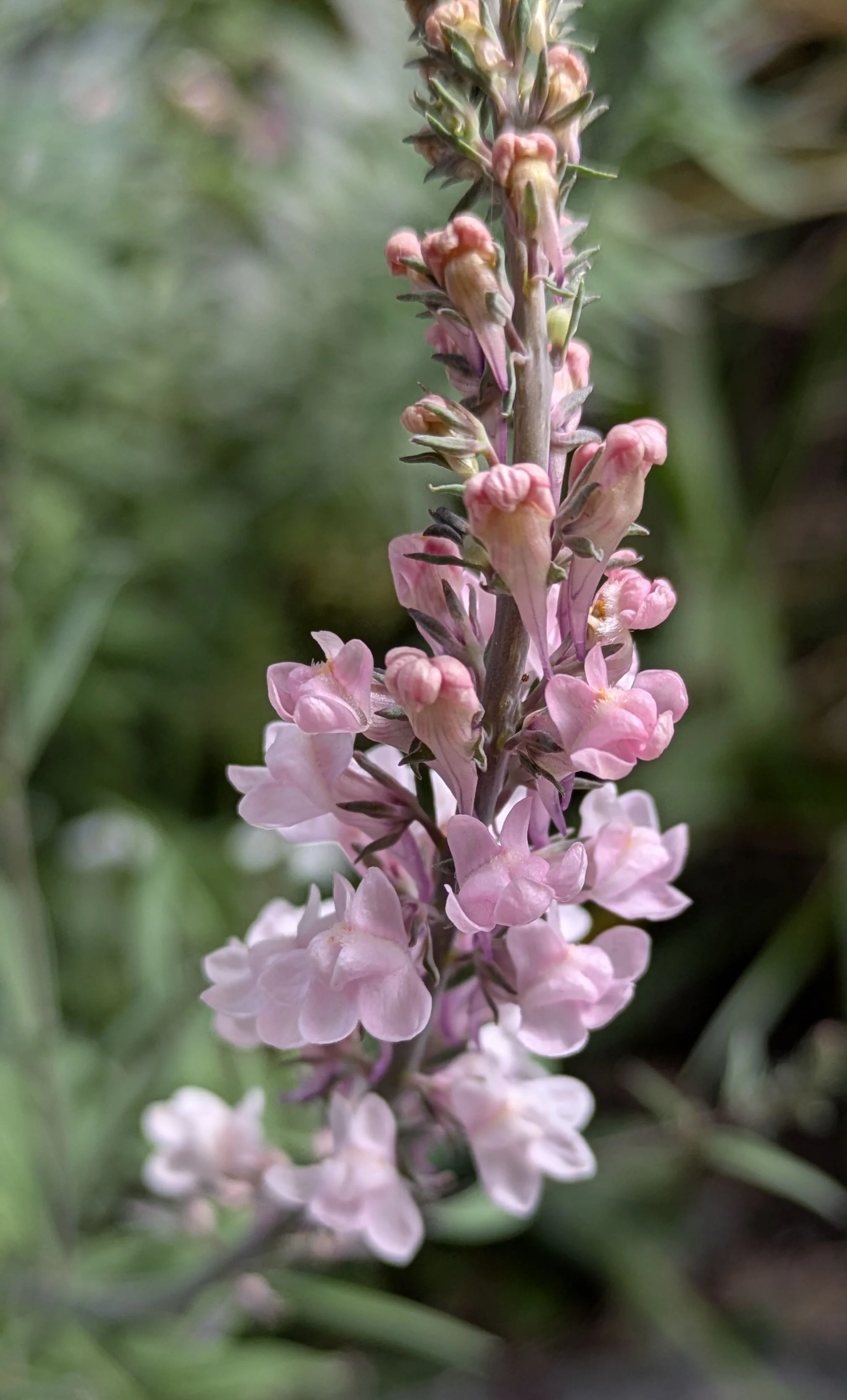 Linaria Canon Went 3.jpg