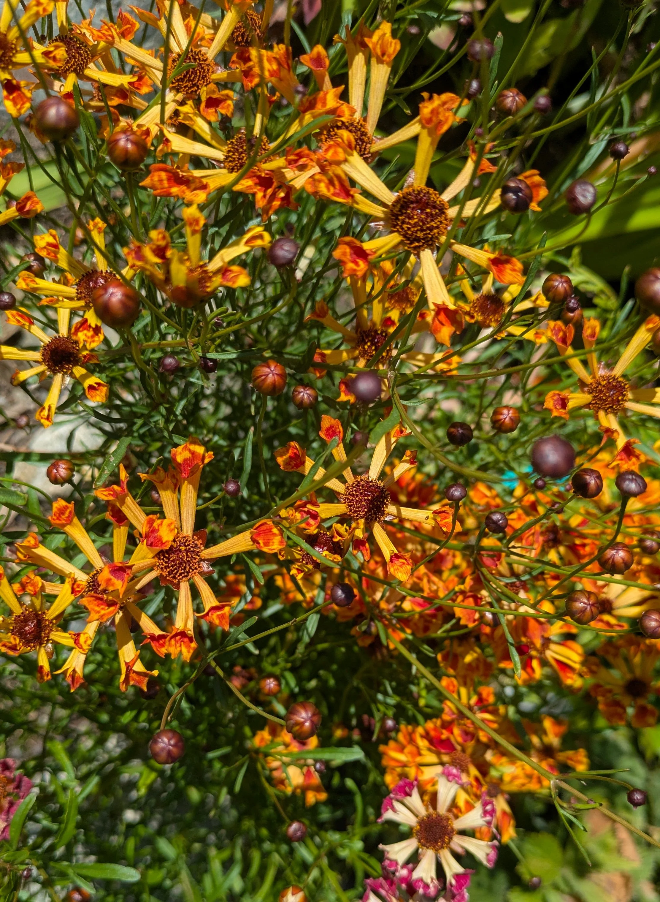 Coreopsis Seashells.jpg