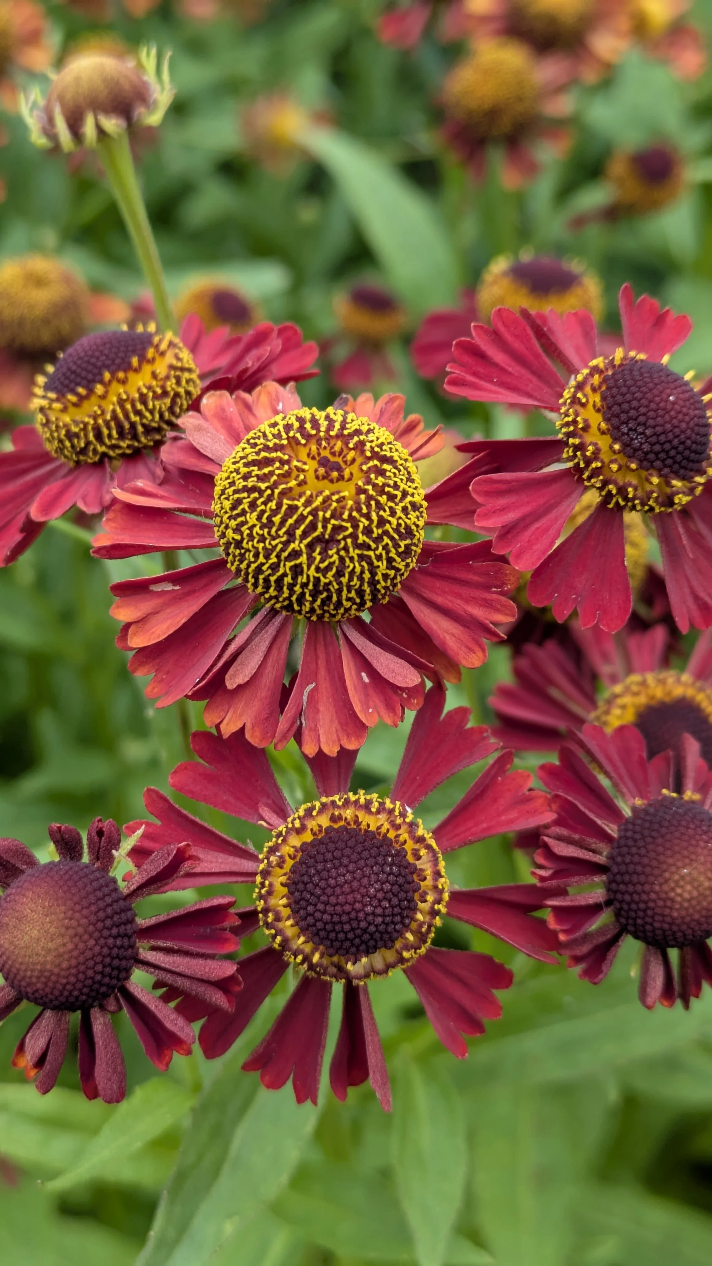 Helenium Ruby Tuesday.jpg