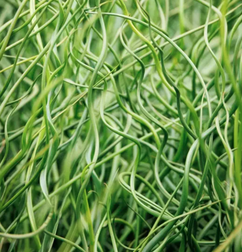 Juncus spiralis.png
