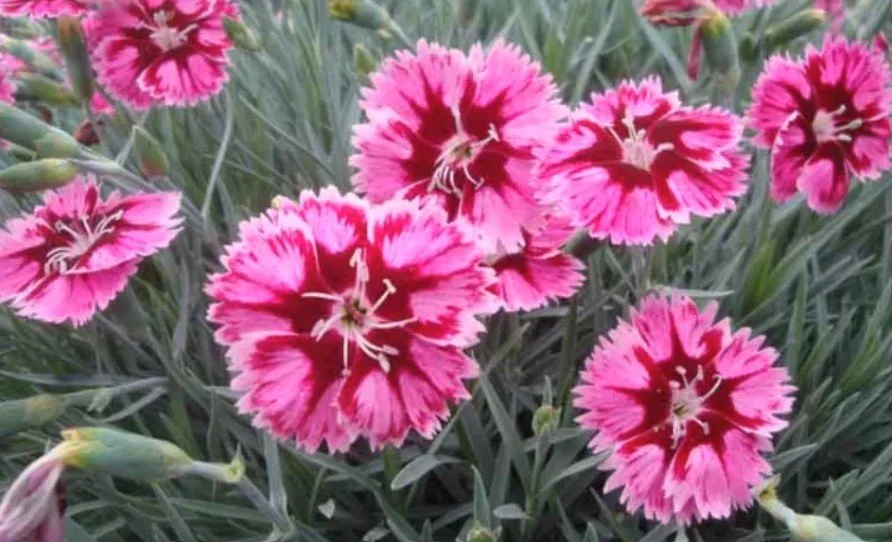 Dianthus superstar pink.jpg