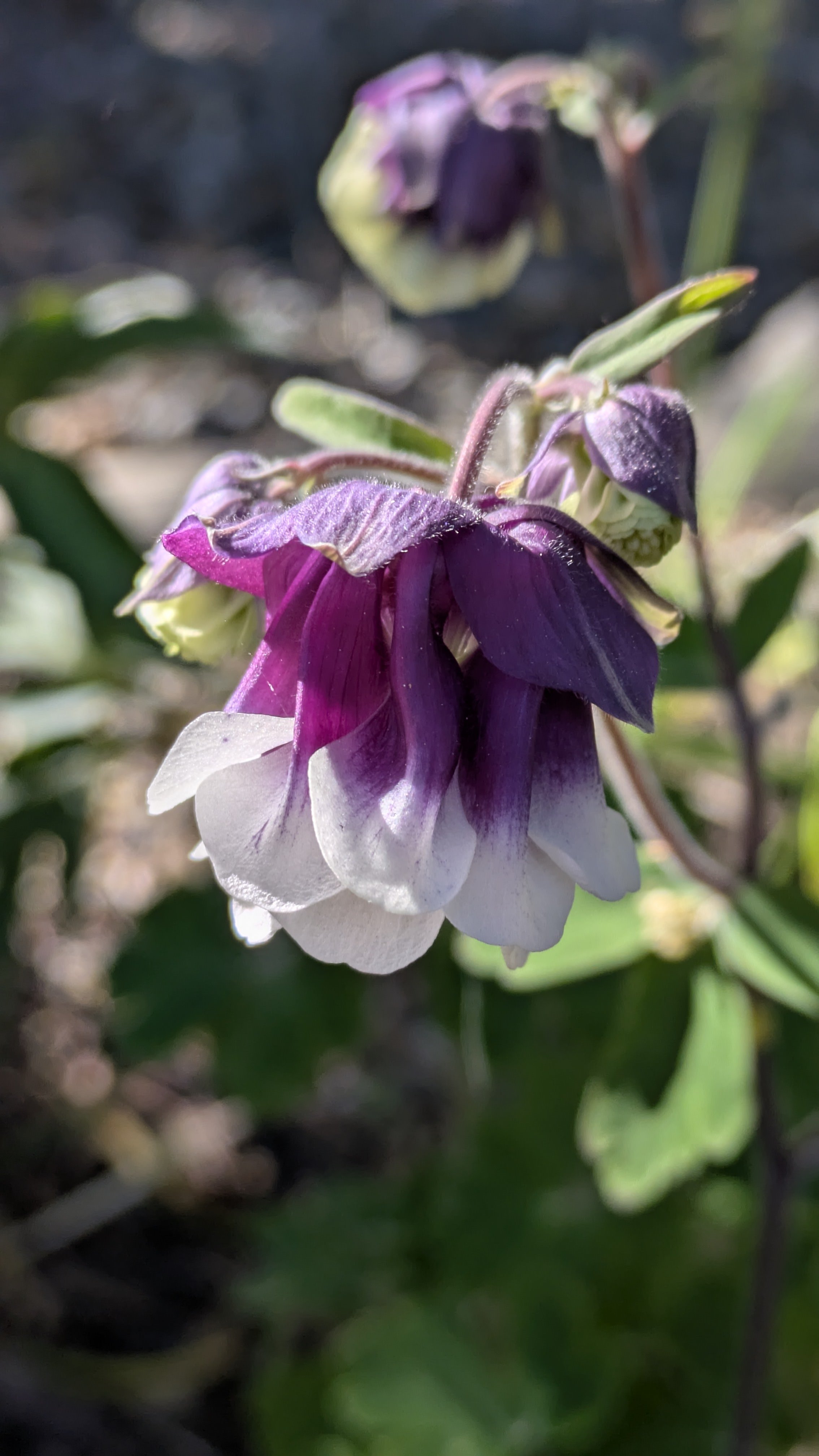 Aquilegia Grape Ice.jpg