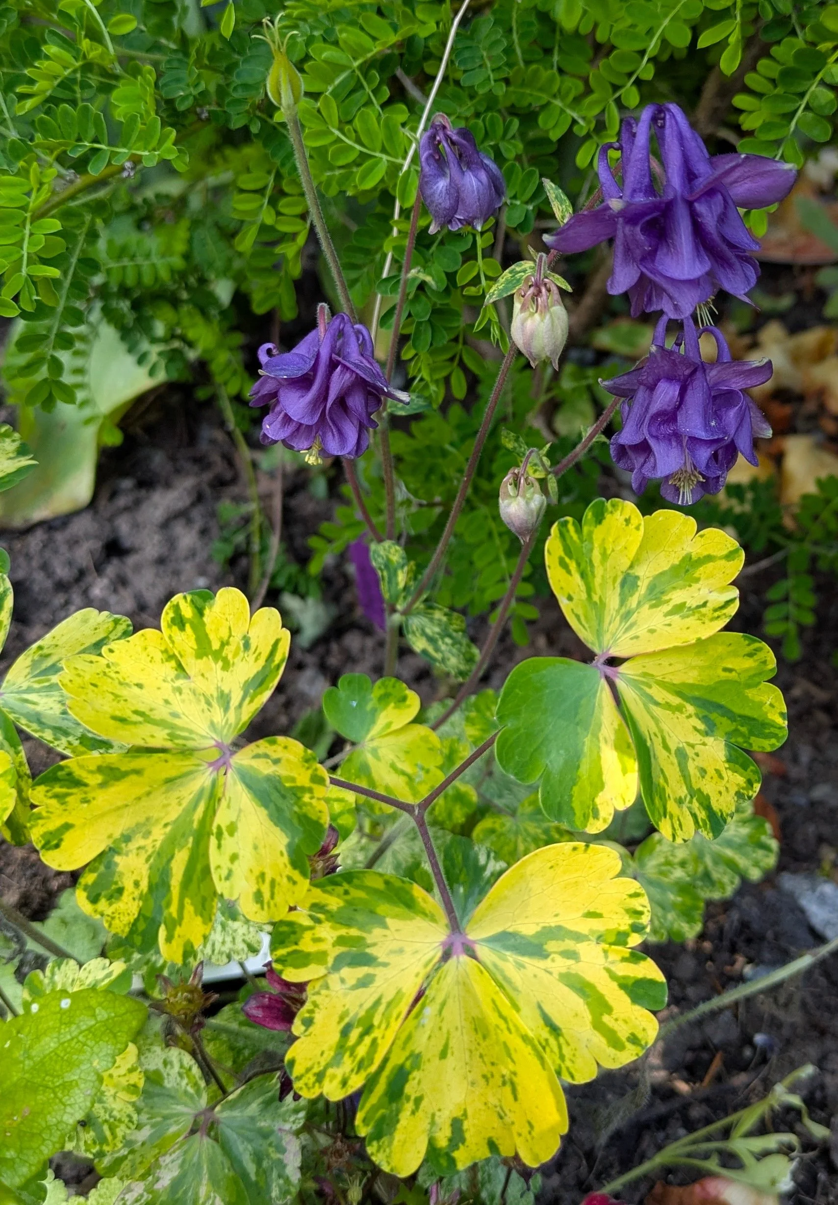 Aquilegia Leprechaun's Gold.jpg