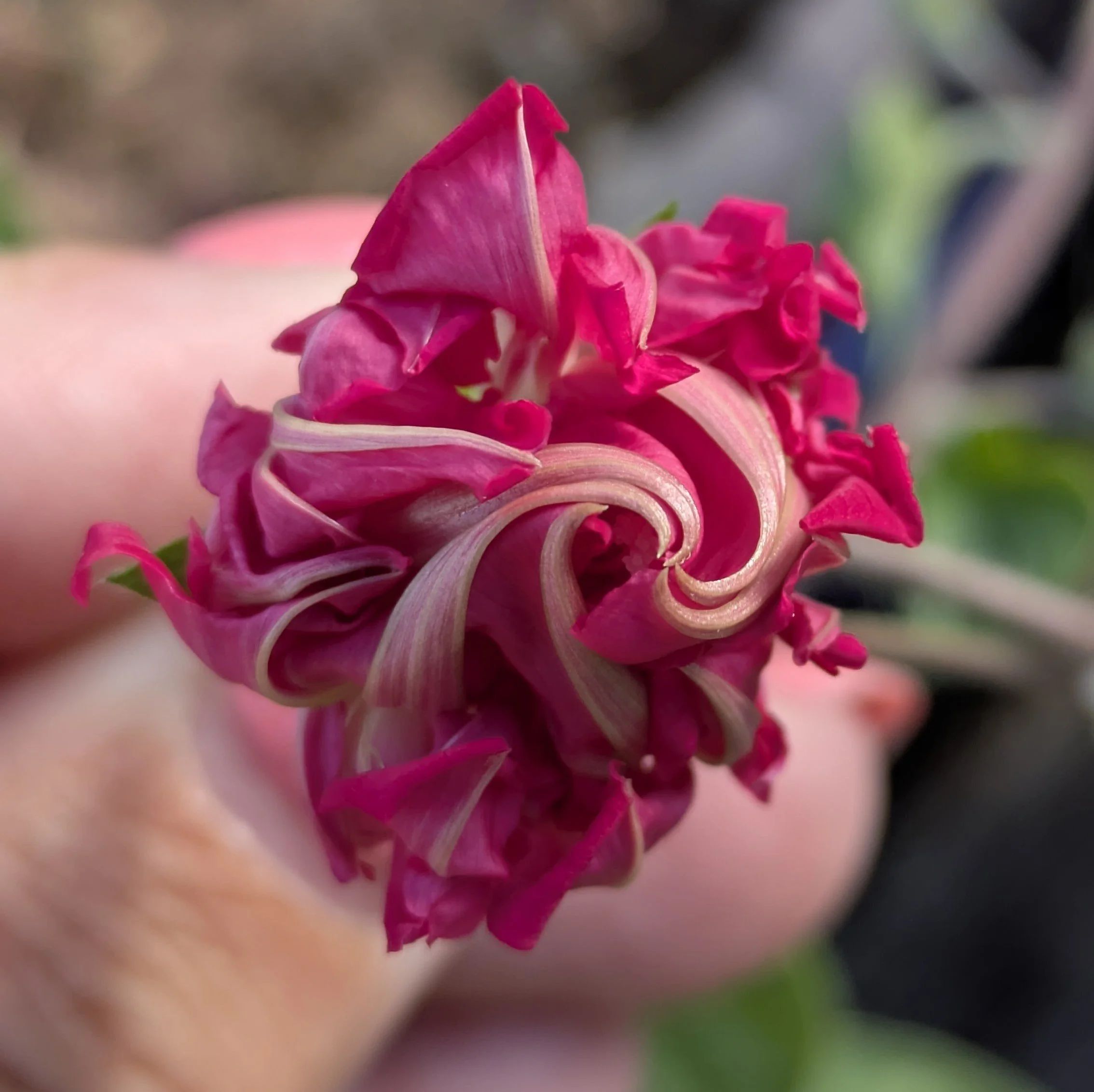 Ipomoea Sunrise Serenade bud1.jpg