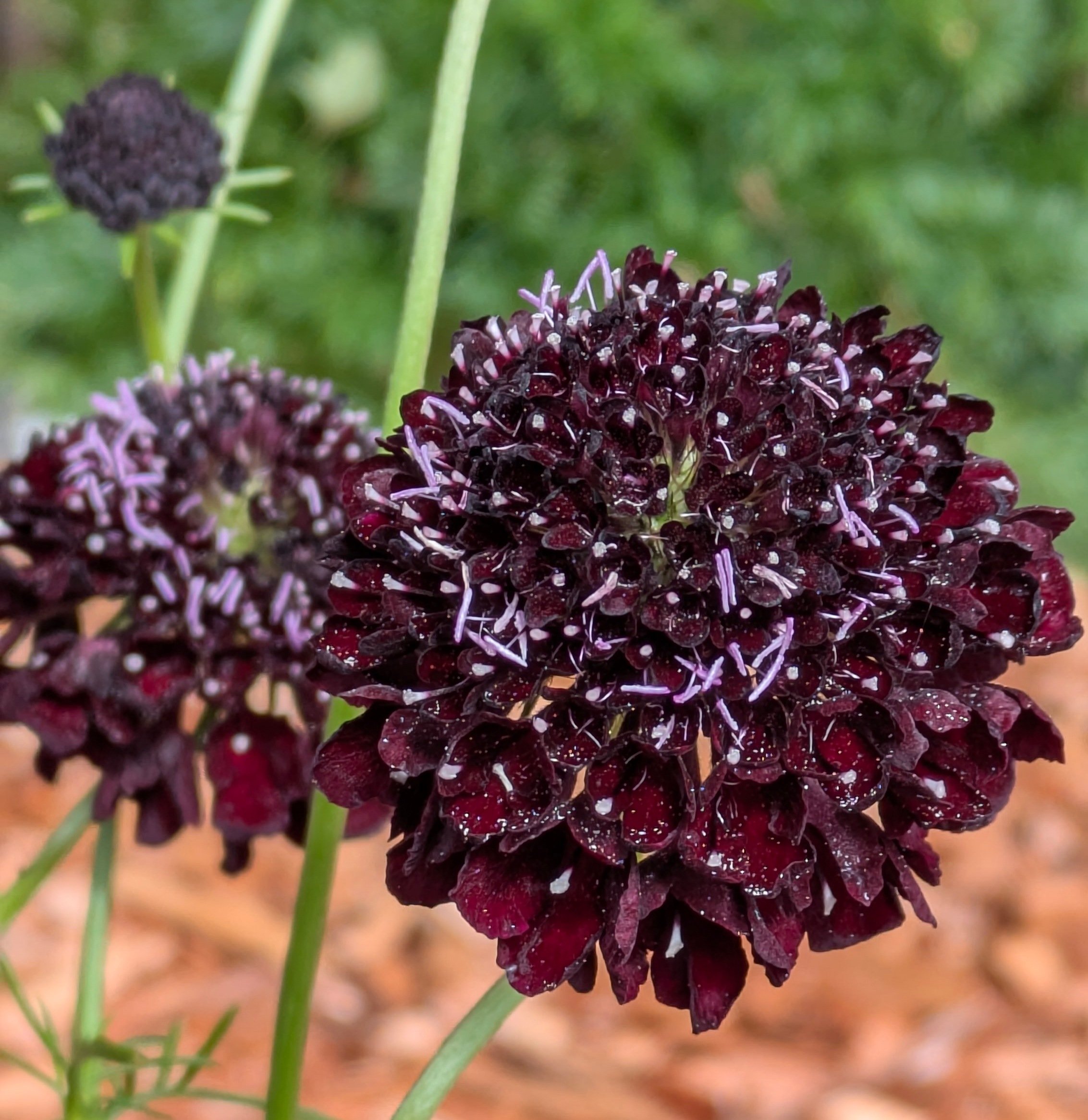 Scabiosa Blackberry 2.jpg