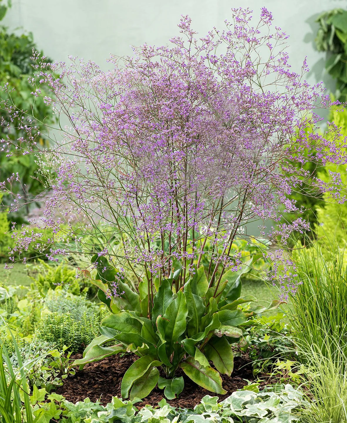 Limonium latifolium 2.jpg