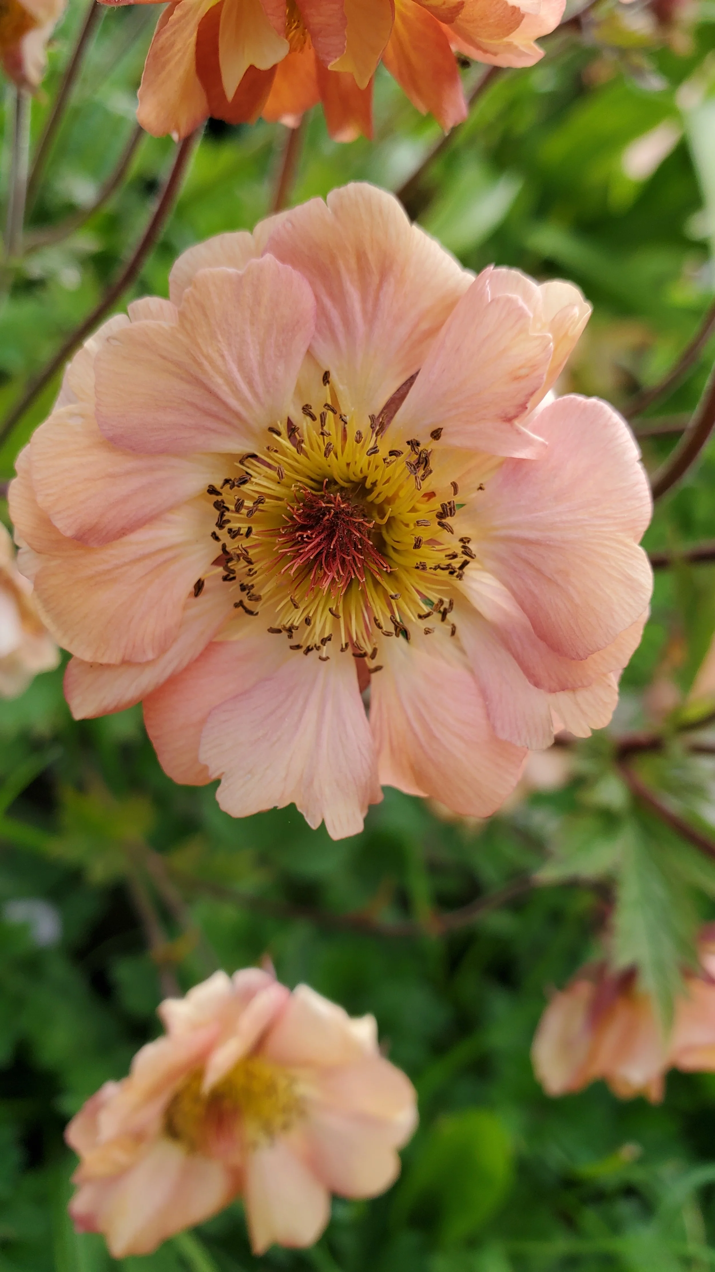 Geum "Mai Tai" -Avens