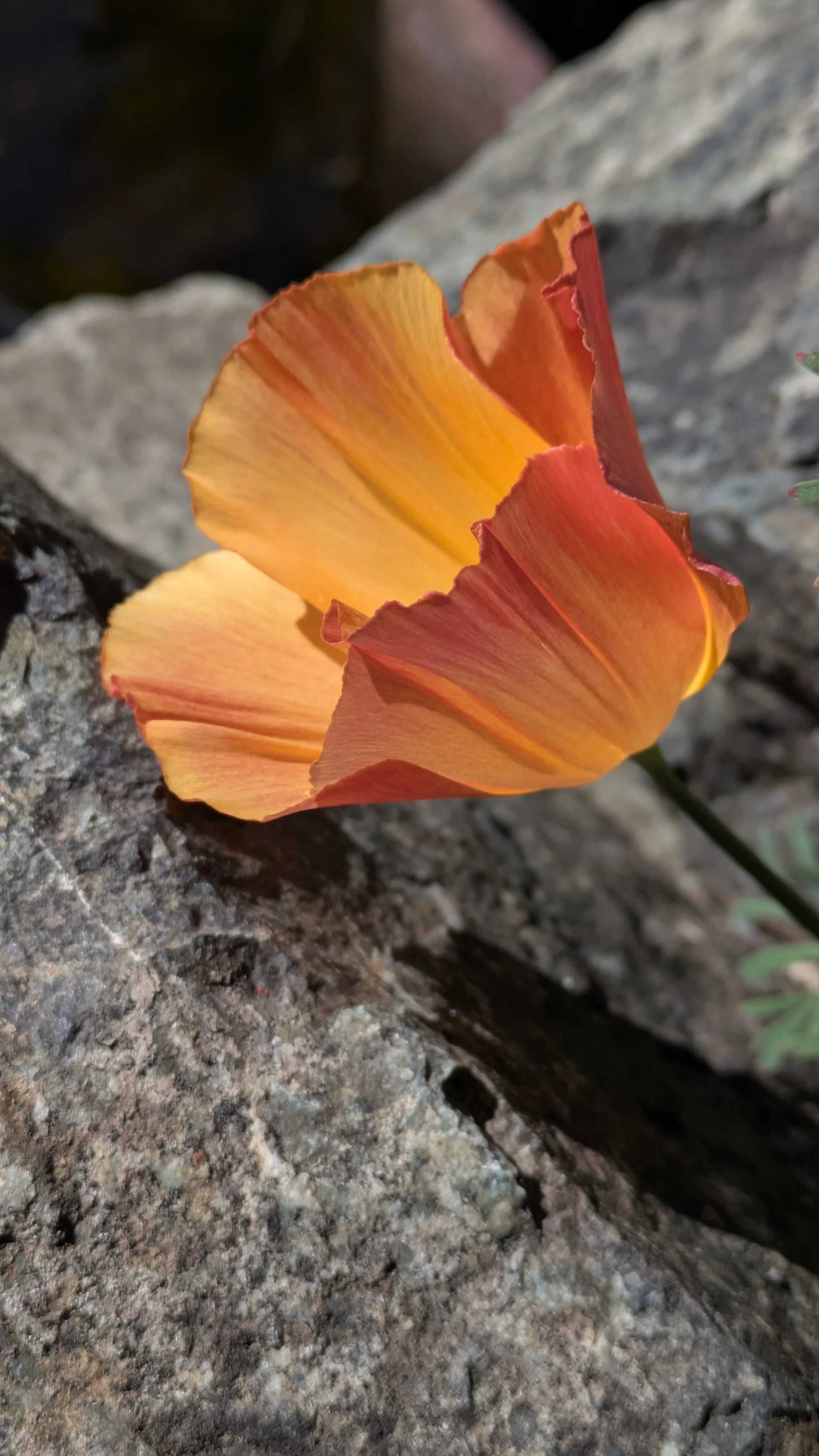Eschscholzia Apricot Chiffon 2.jpg