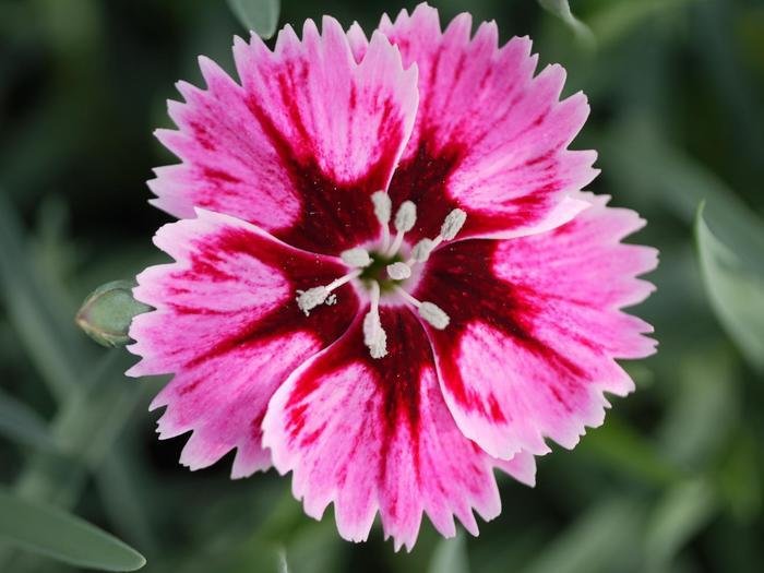 Dianthus Superstar 2.jpg