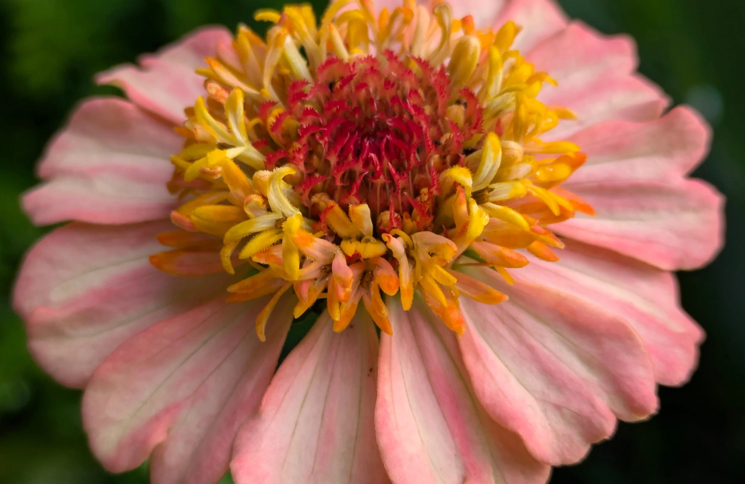 Zinnia peach (2).jpg