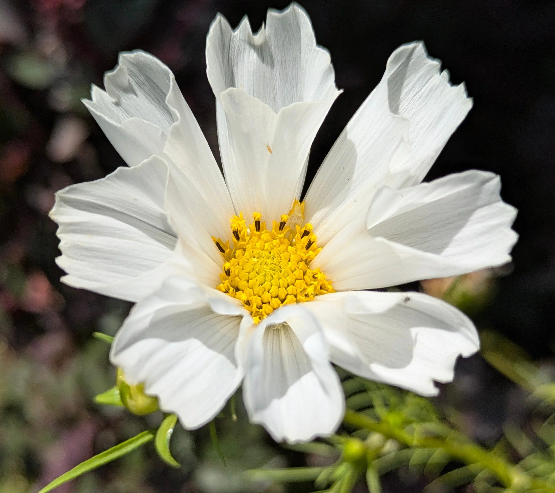 Cosmos Snowpuff 3.jpg