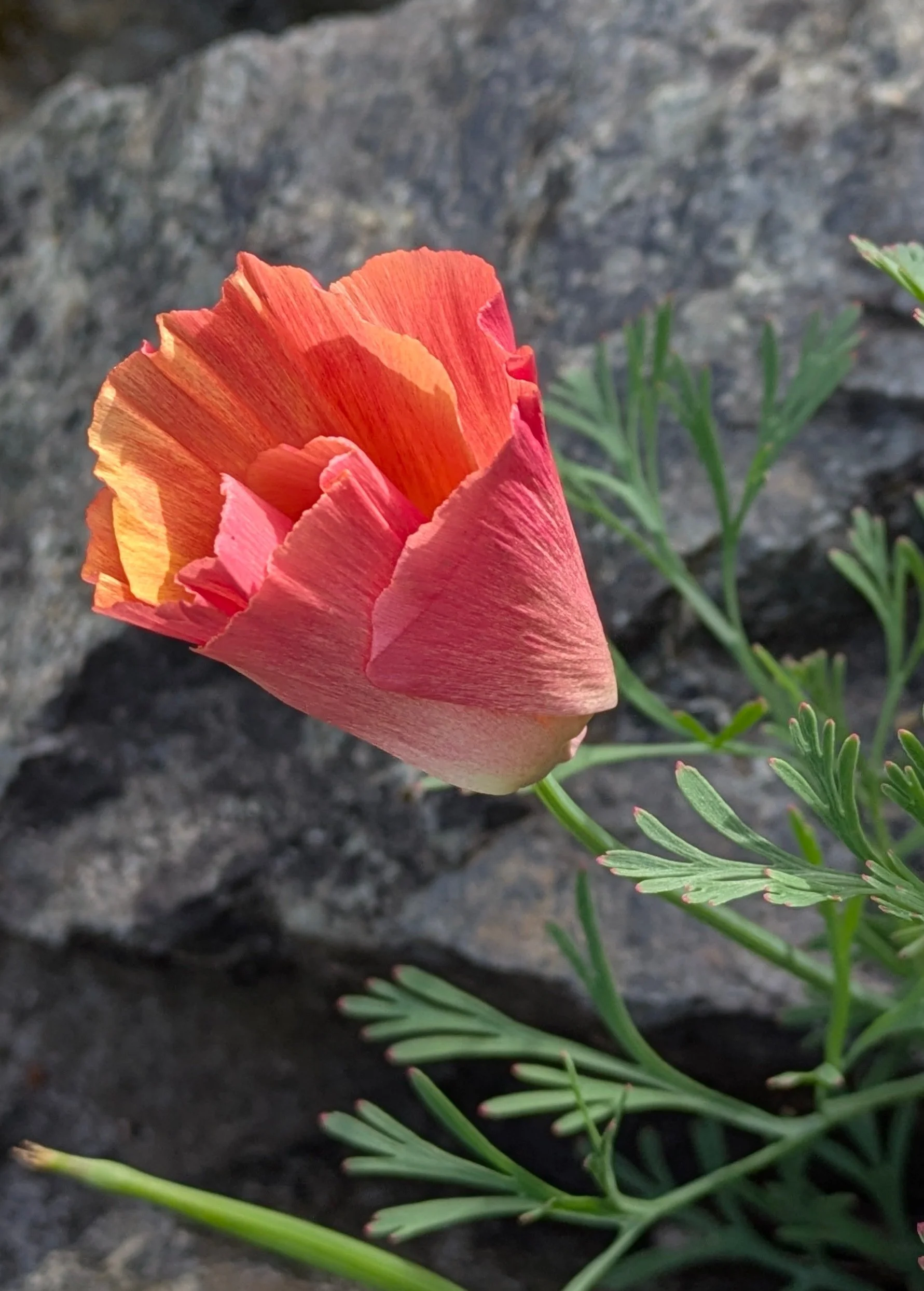 Eschscholzia Apricot Chiffon 5.jpg
