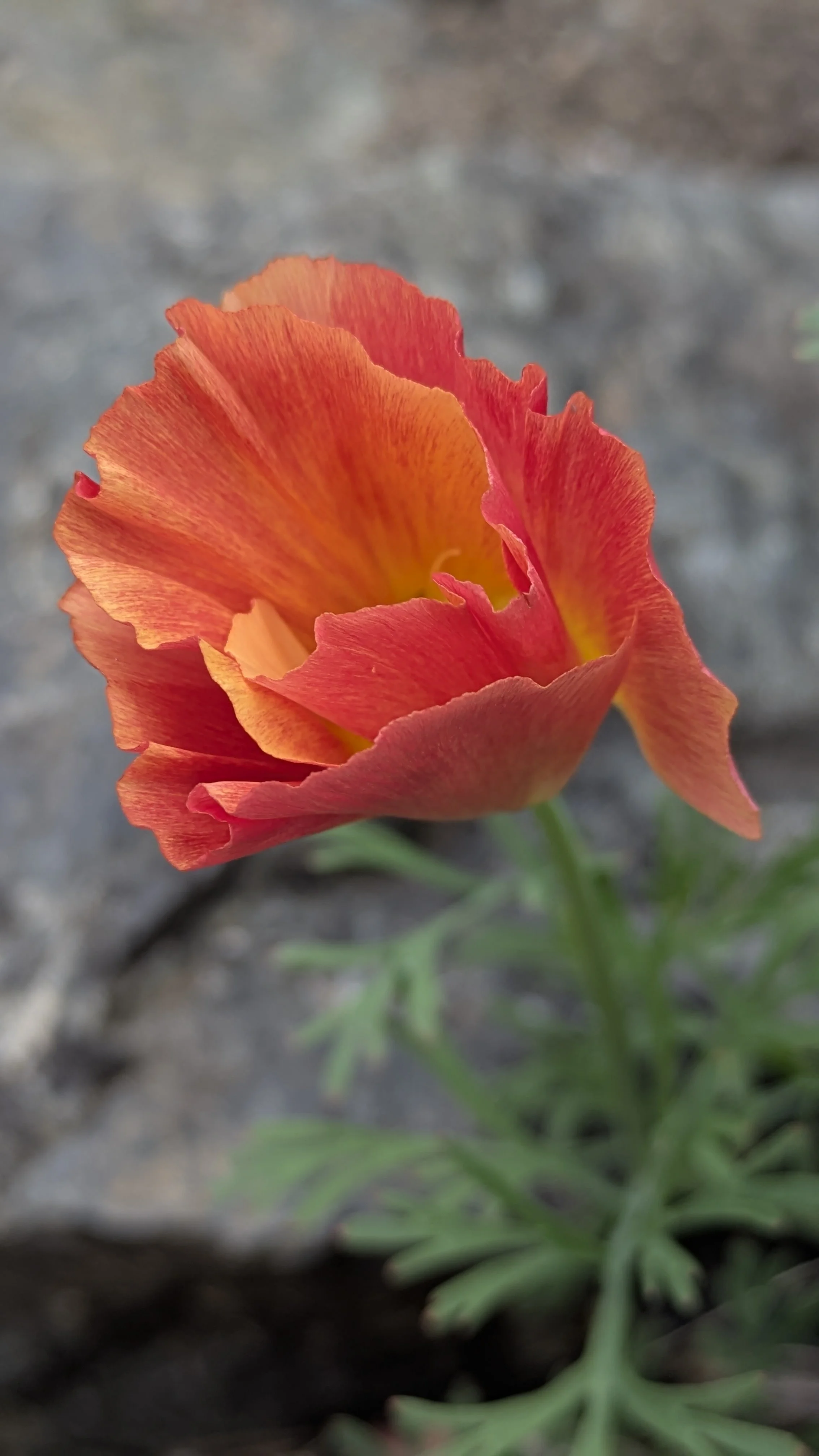 Eschscholzia Apricot Chiffon 3.jpg