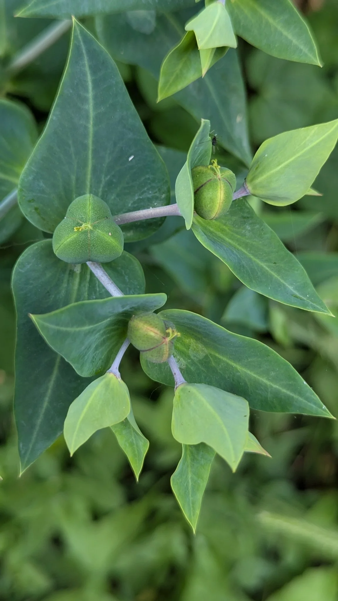 euphorbia-lathyris 2.jpg