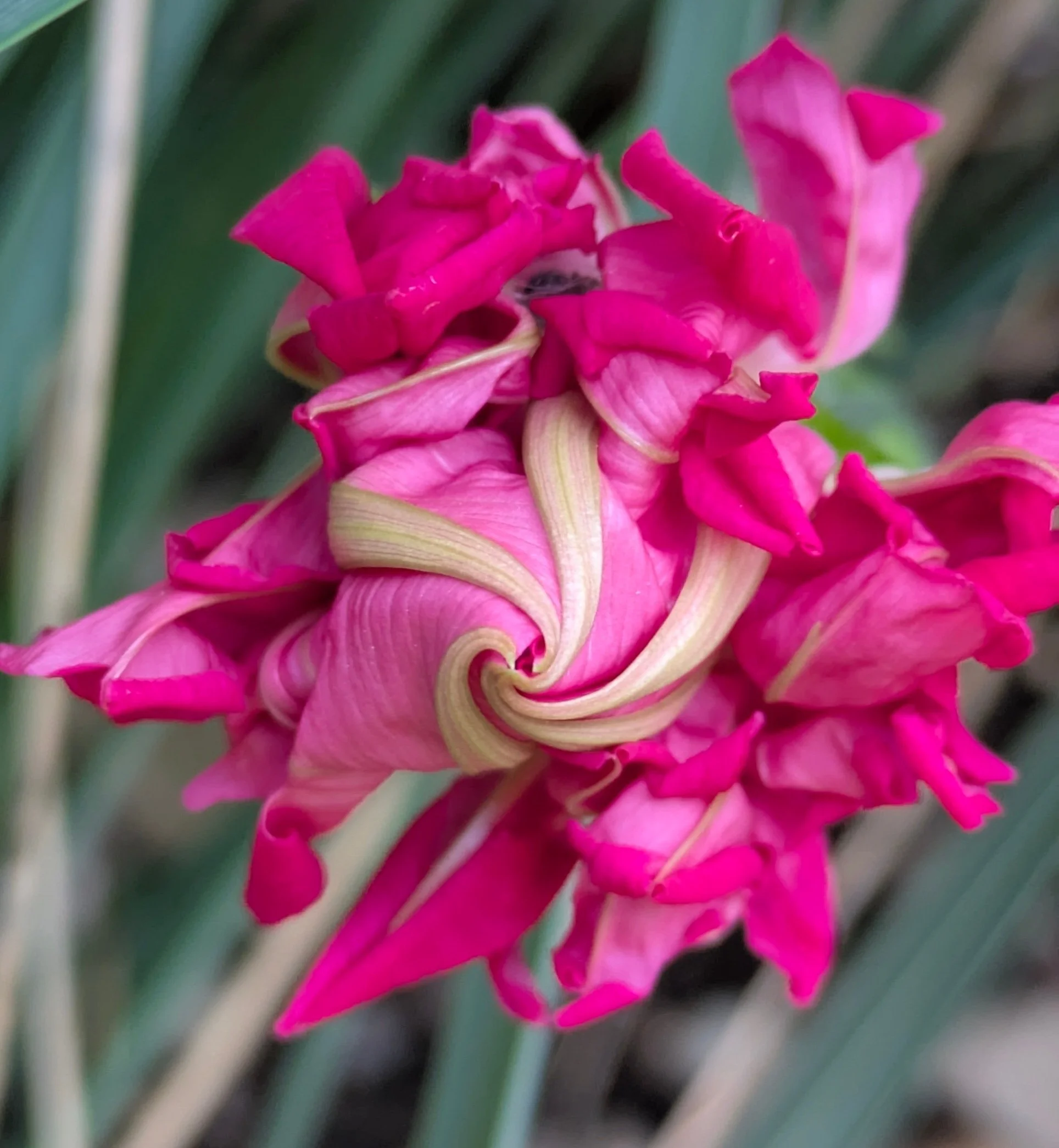 Ipomoea Sunrise Serenade.jpg