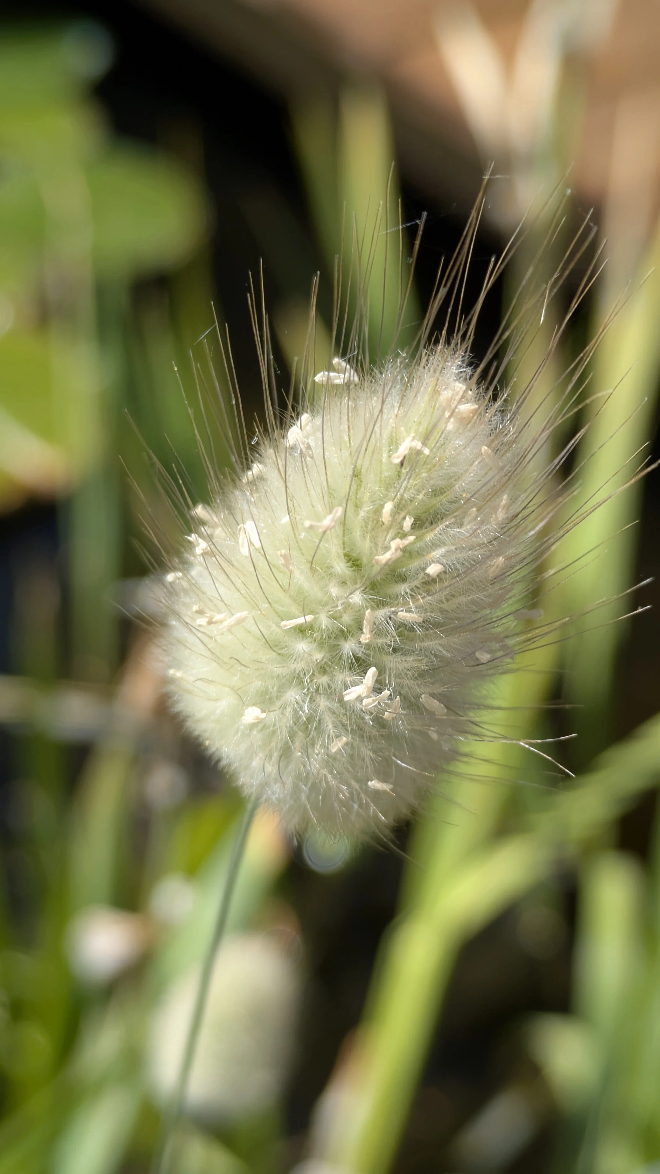 Bunny Tails Grass 6.jpg