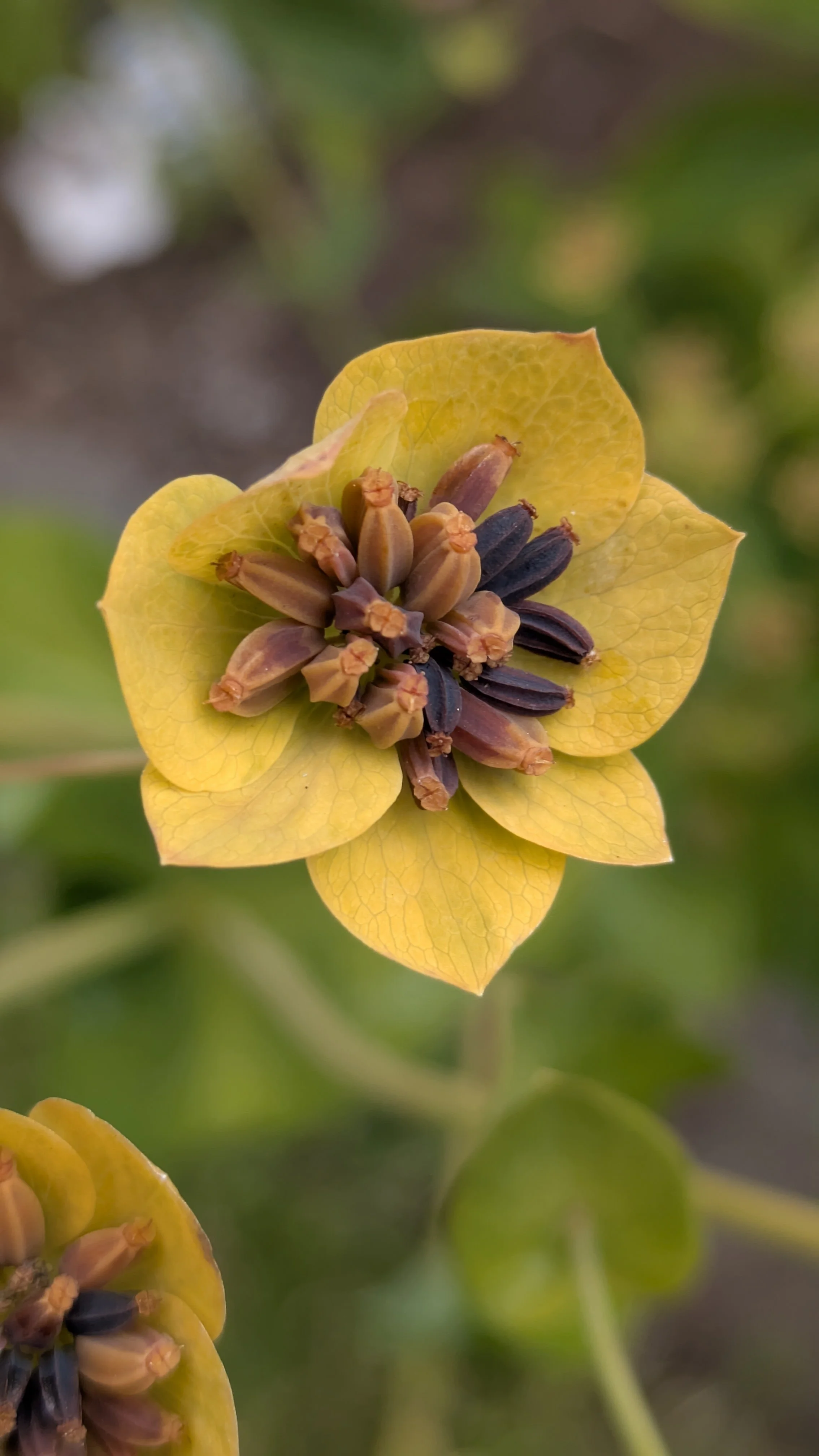 Bupleurum seed.jpg