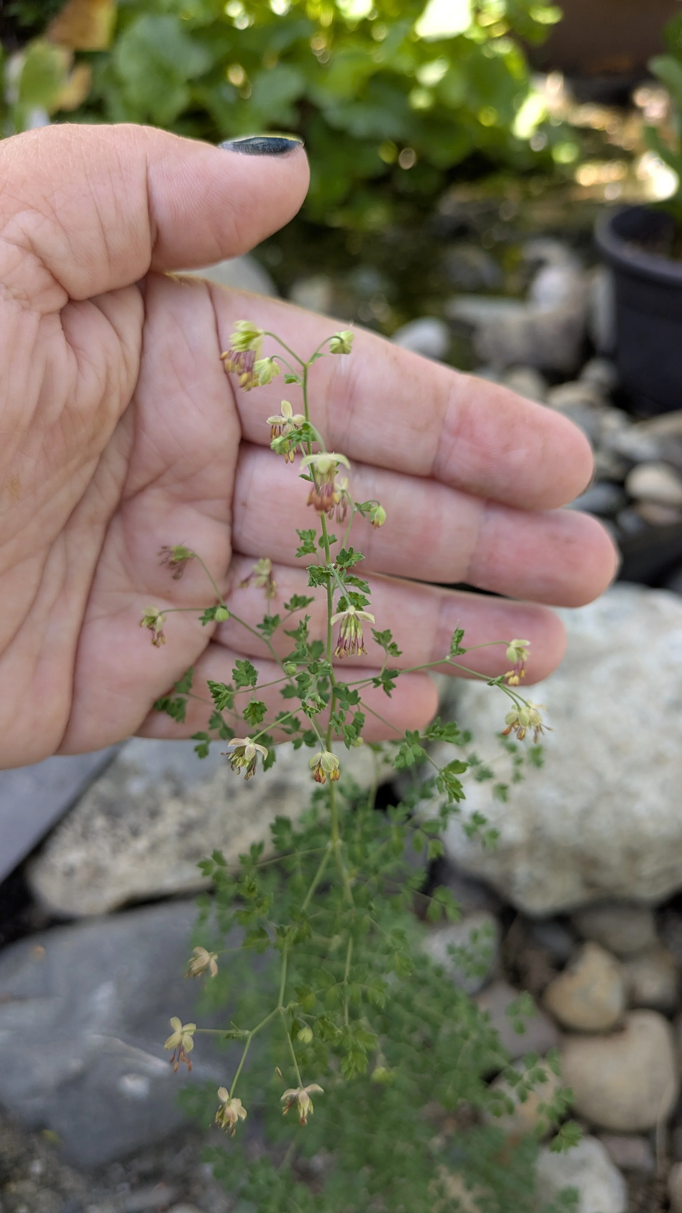 Thalictrum alpinum 3.jpg