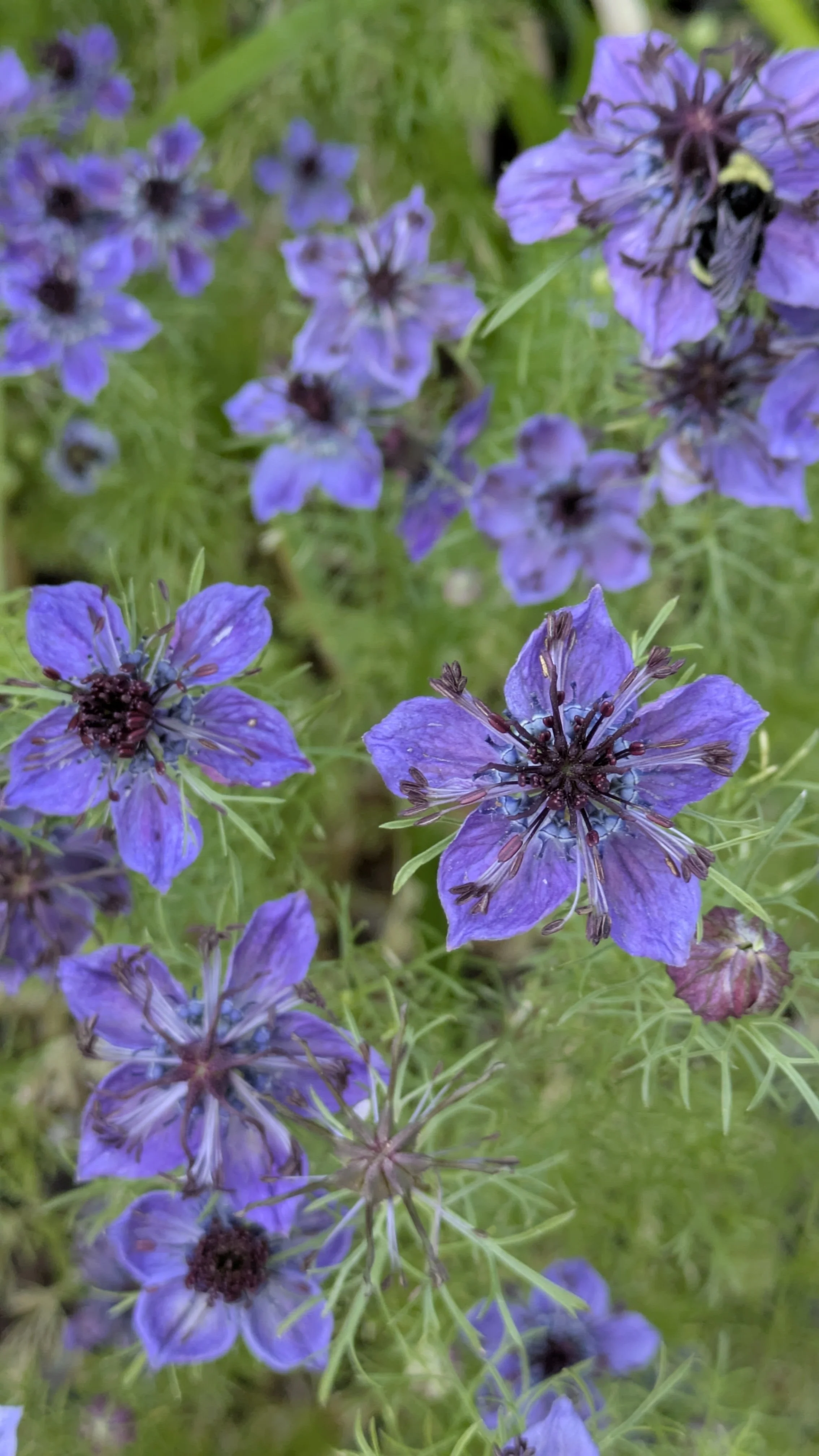 Nigella Midnight 5.jpg
