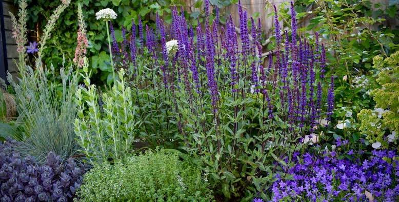 Salvia nemorosa caramia 2.jpg