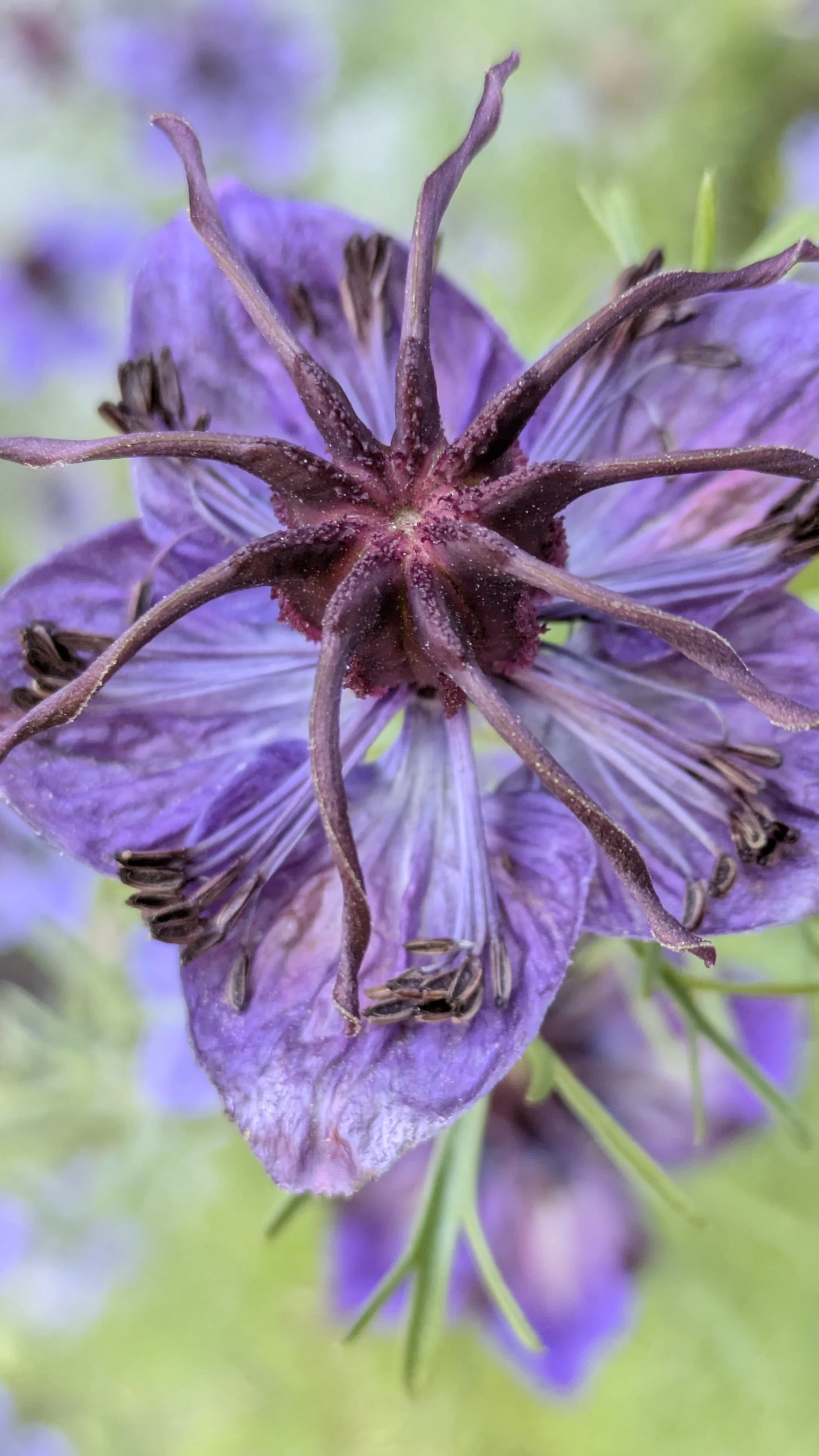 Nigella Midnight 4.jpg