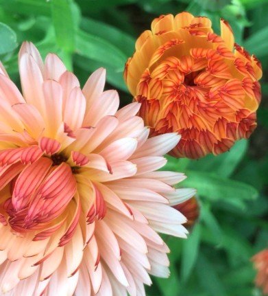 Calendula Triangle Flashback 3.jpg