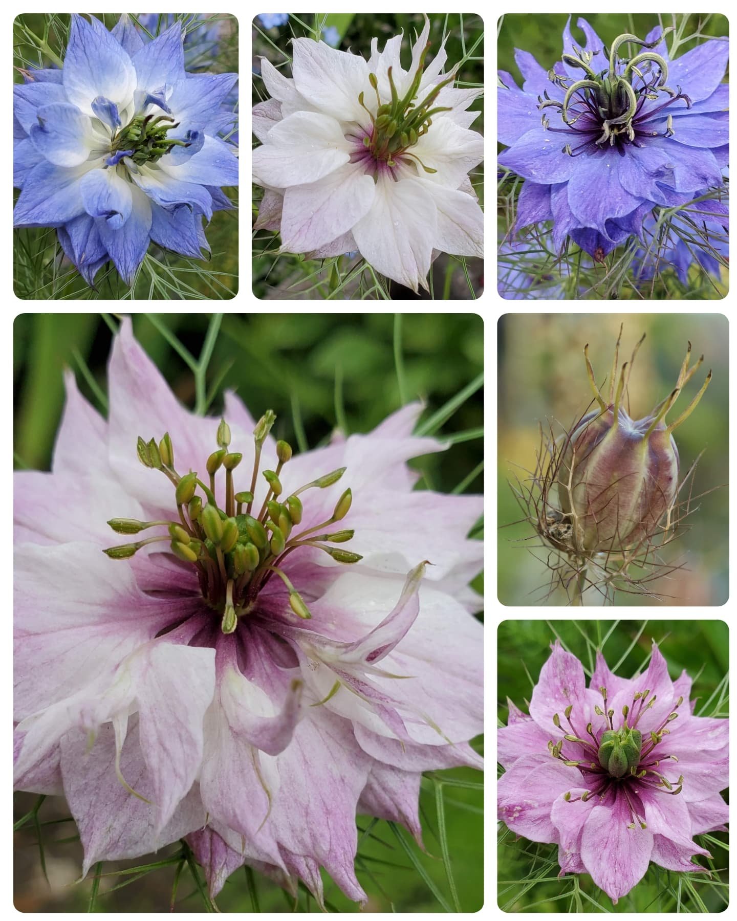 Nigella damascena -"Love in a Mist"