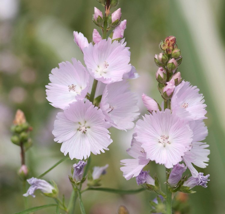 Sidalcea 'Rosaly' -Miniature Hollyhock/Prairie Mallow