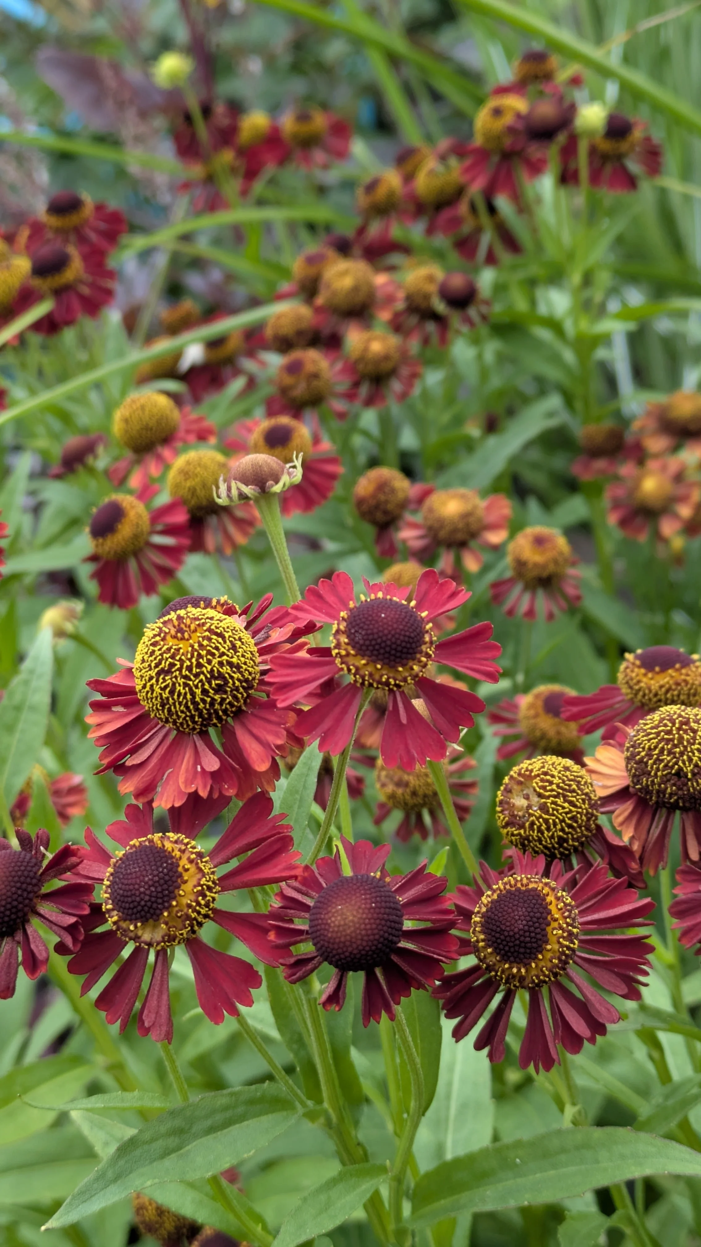 Helenium Ruby Tuesday 2.jpg