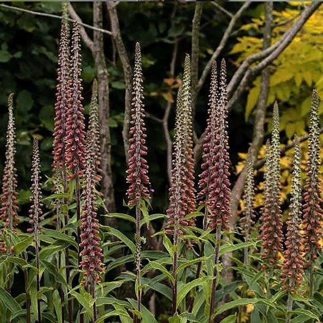 Digitalis parviflora 2.jpg