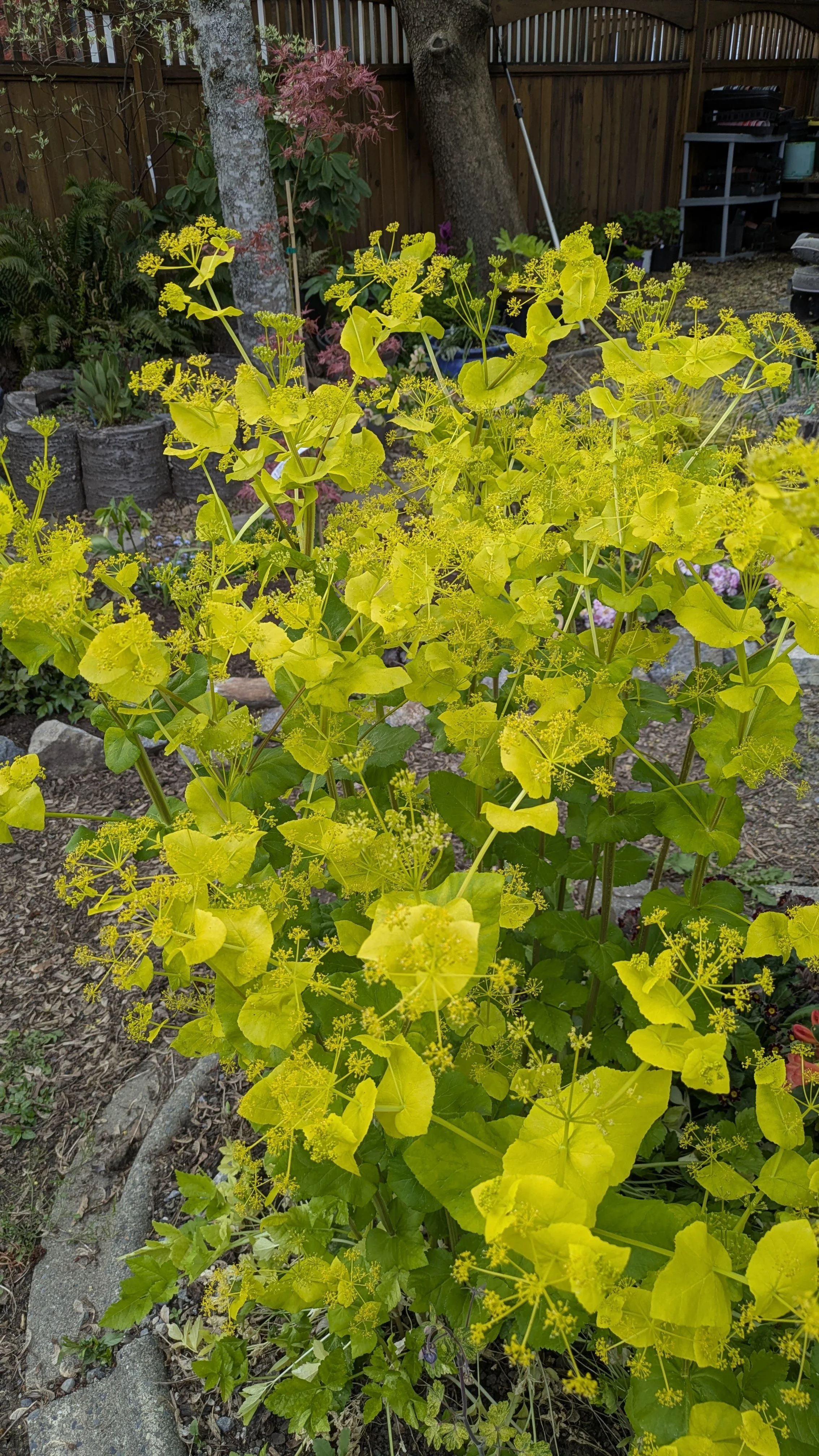 Smyrnium perfoliatum.jpg