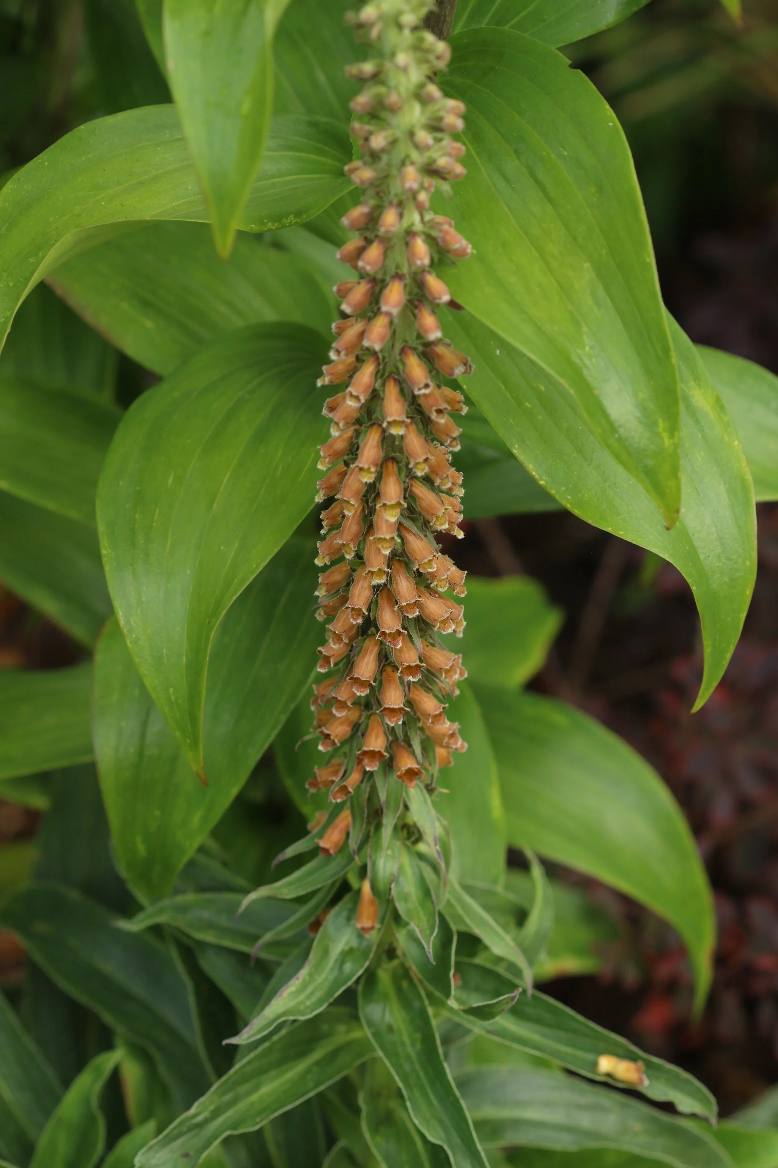 Digitalis parviflora.JPG