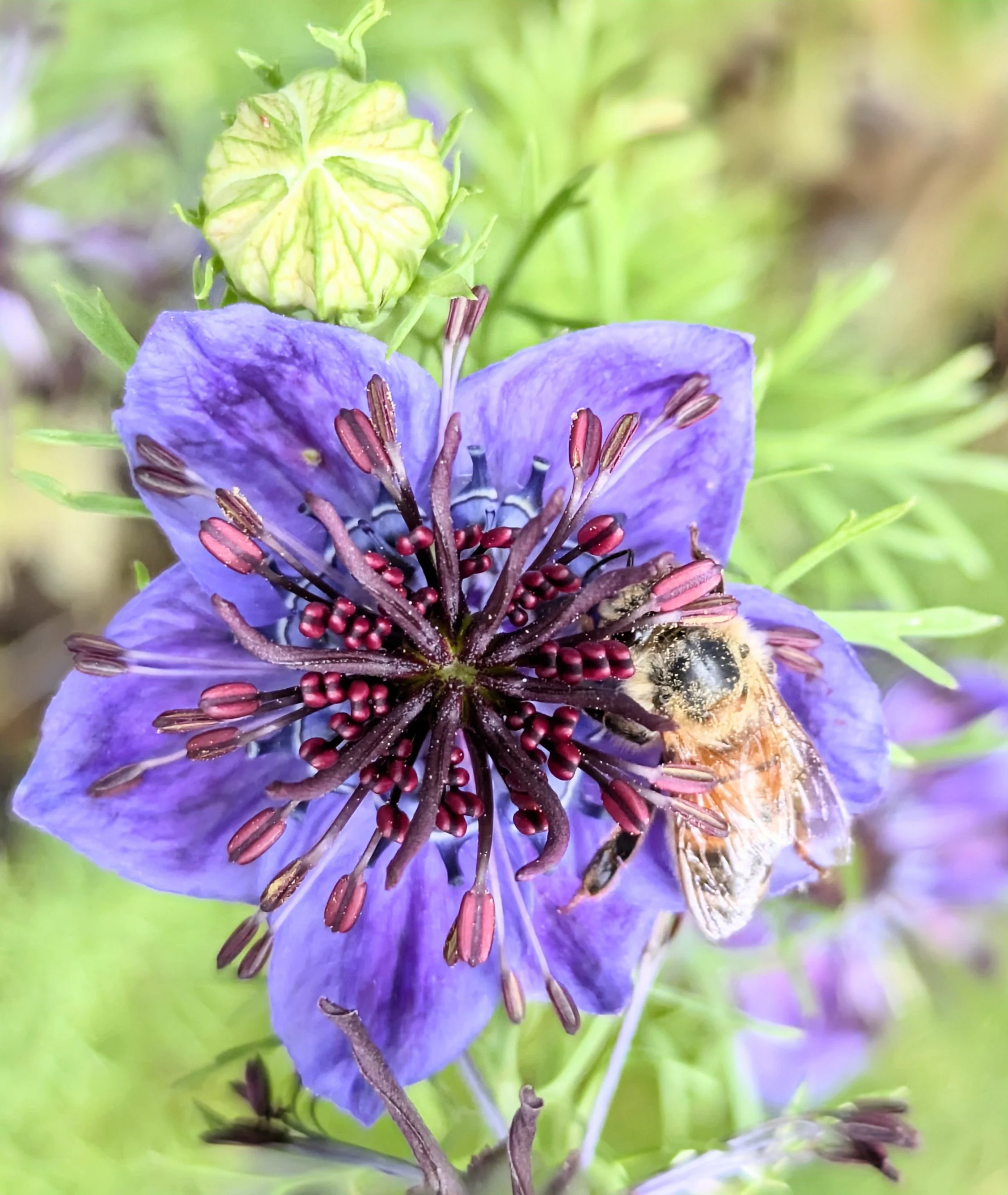 Nigella midnight 3.jpg