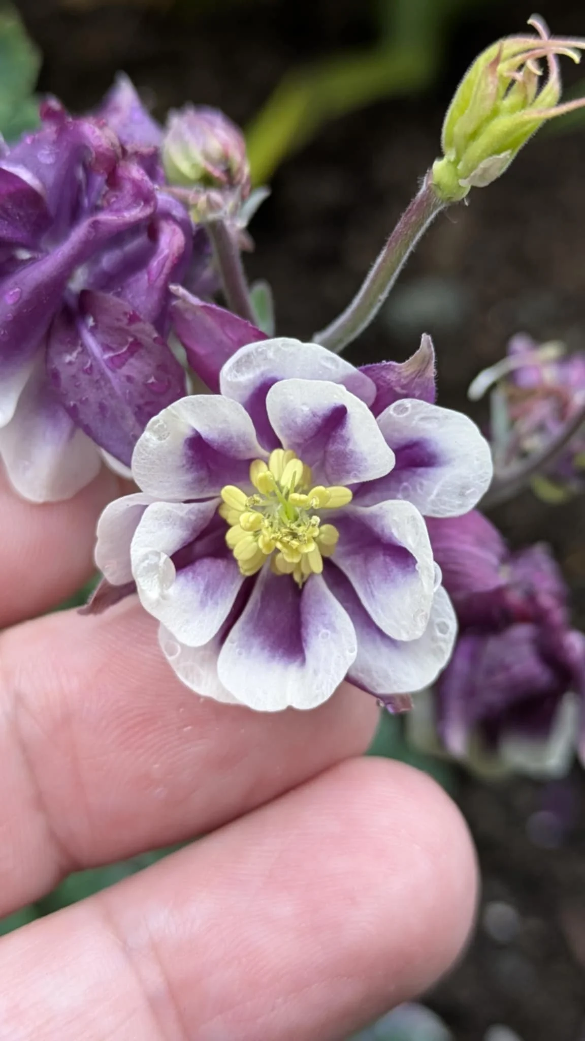 Aquilegia Grape Ice 2.jpg