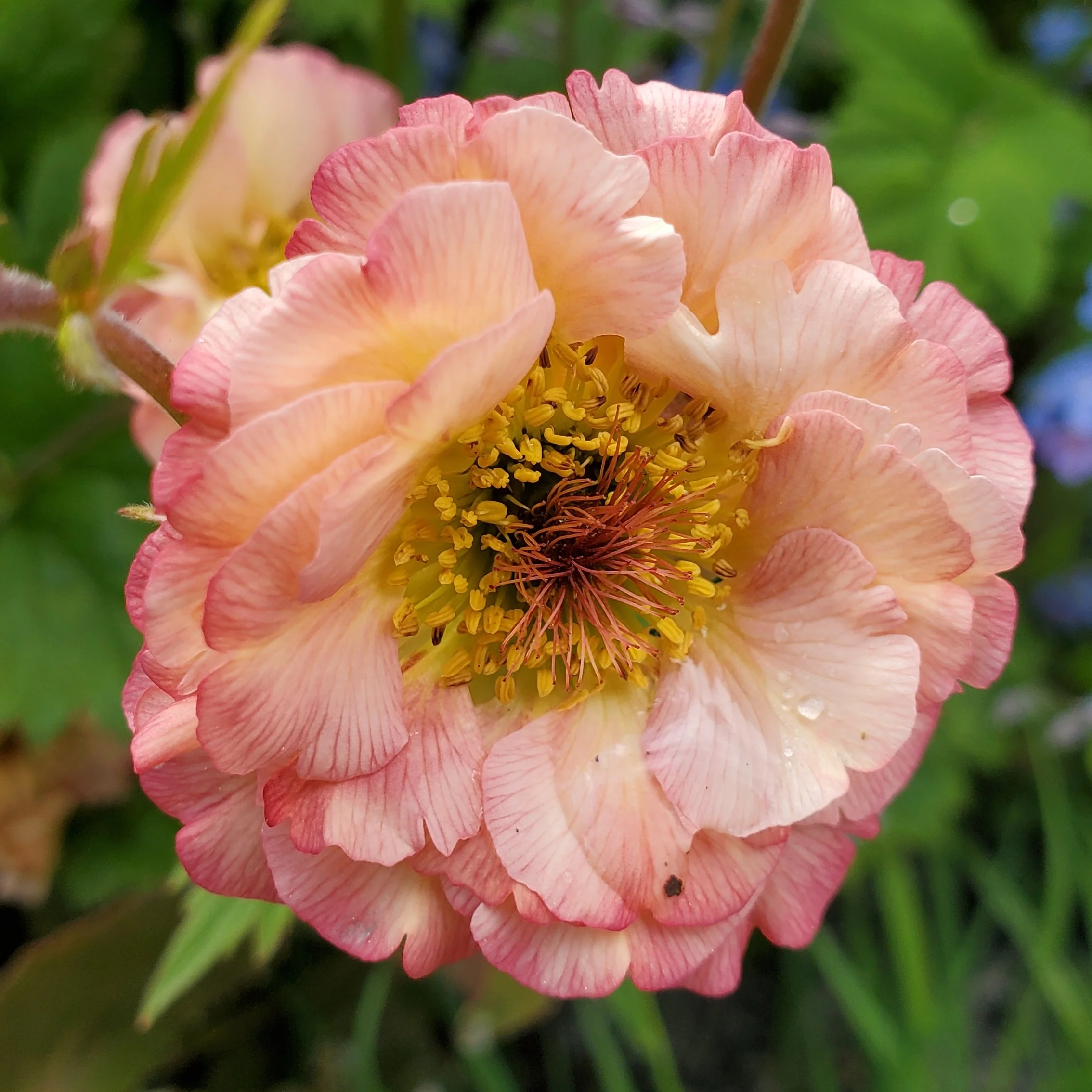 Geum "Cosmopolitan"