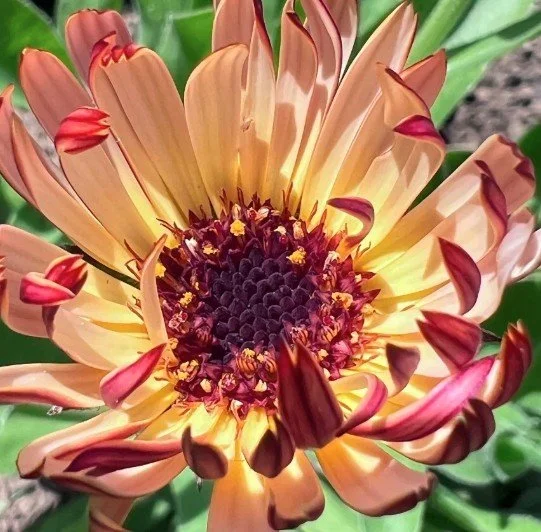 Calendula Triangle Flashback 2.jpg
