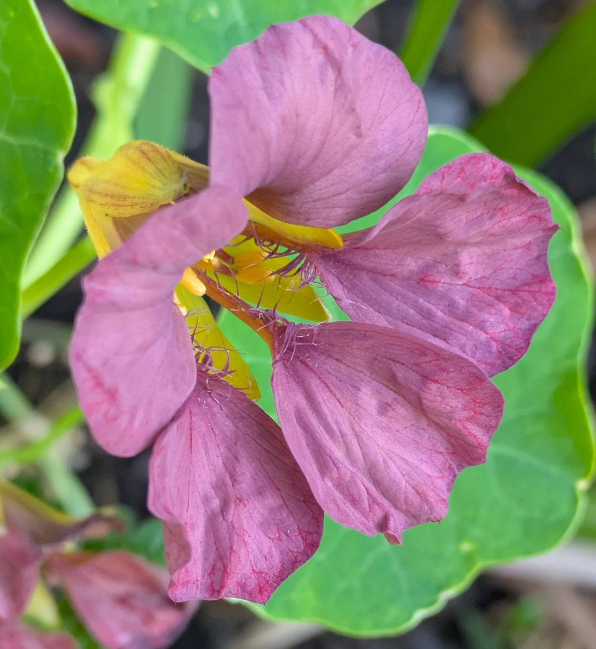 Nasturtium "Purple Emperor"