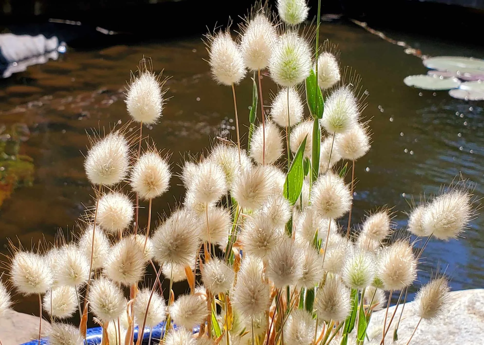 Bunny tail grass.jpg