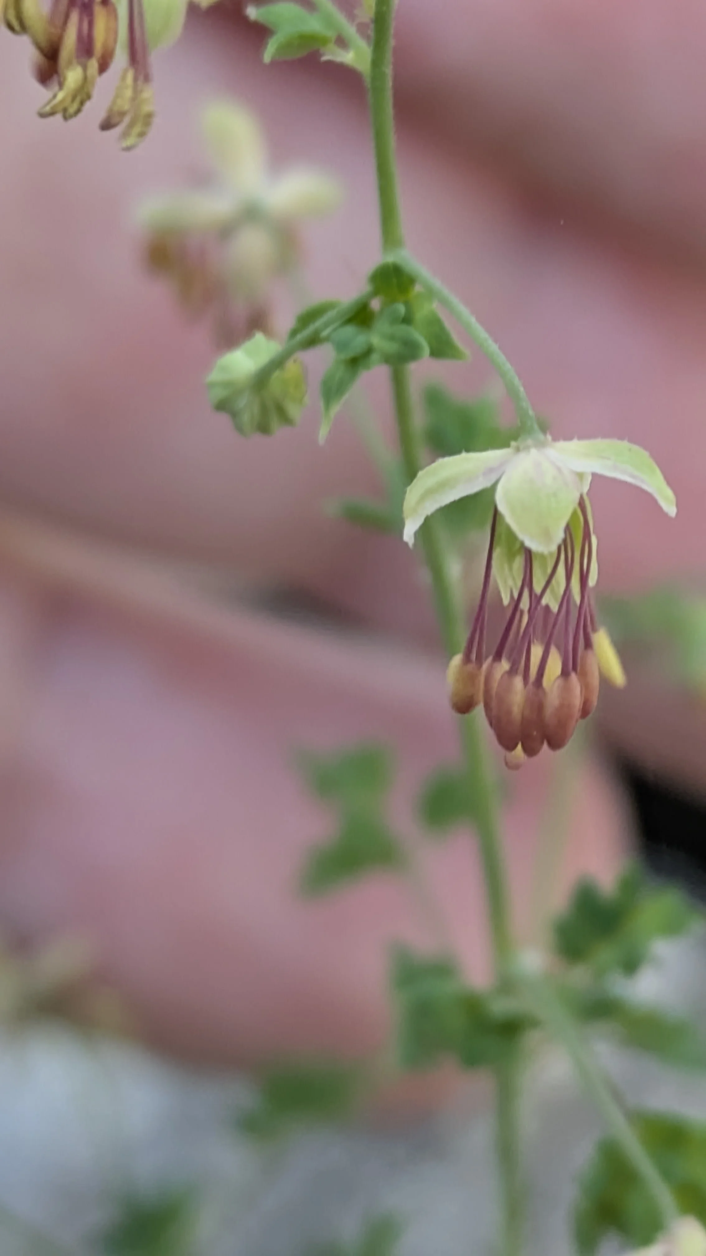 Thalictrum alpinum.jpg