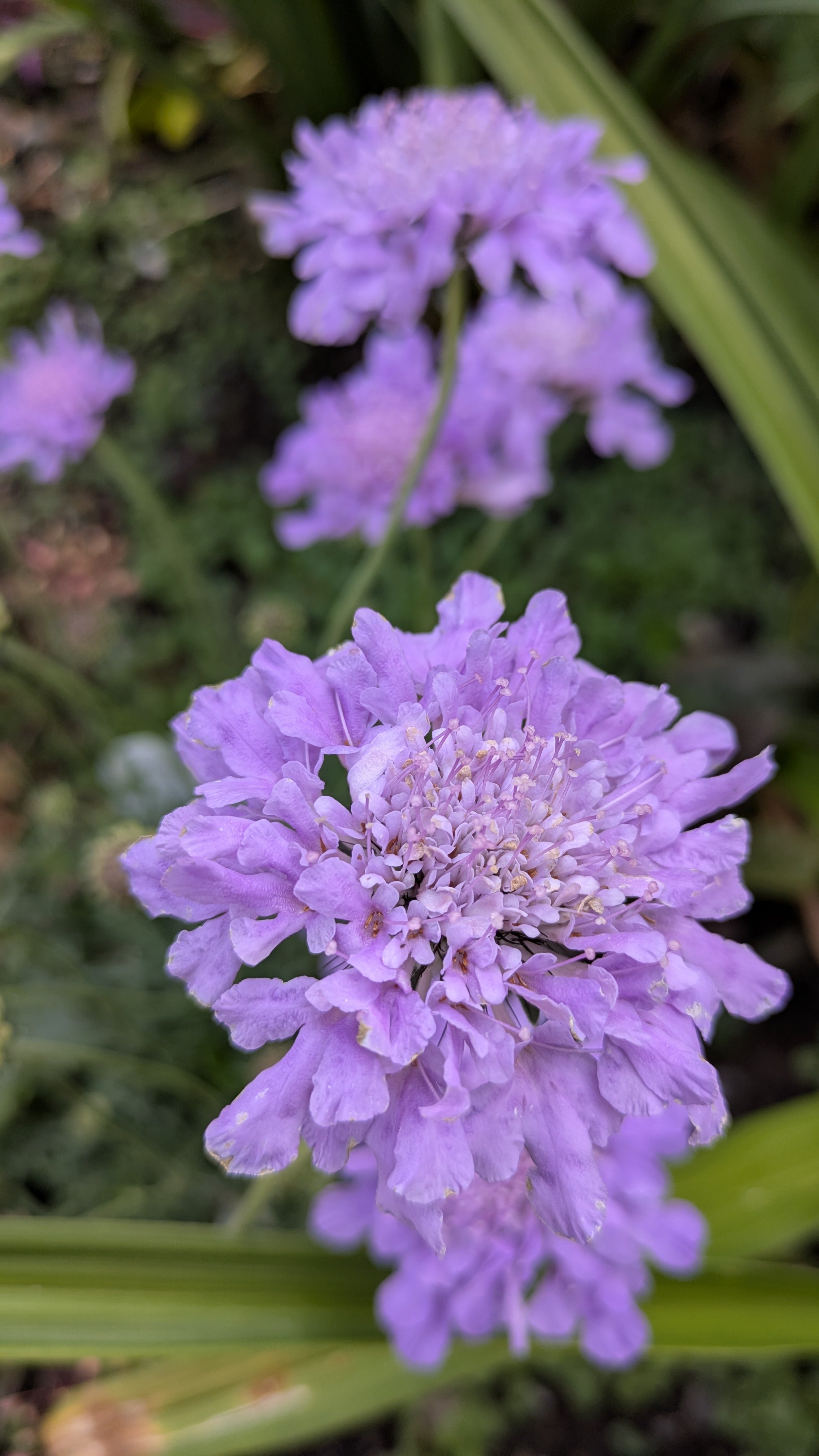 Scabiosa lilac.jpg