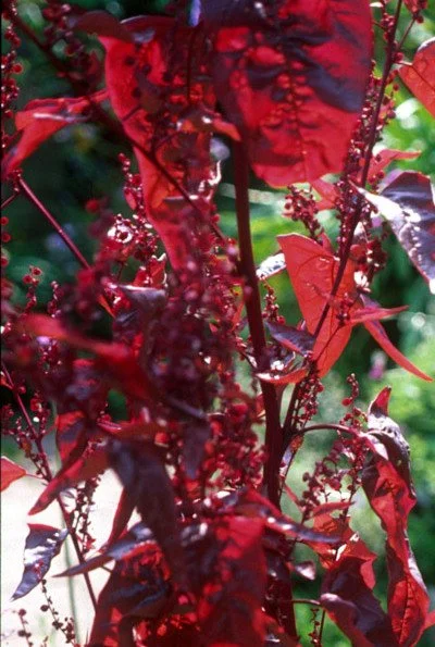 atriplex_hortensis_rubra.jpg