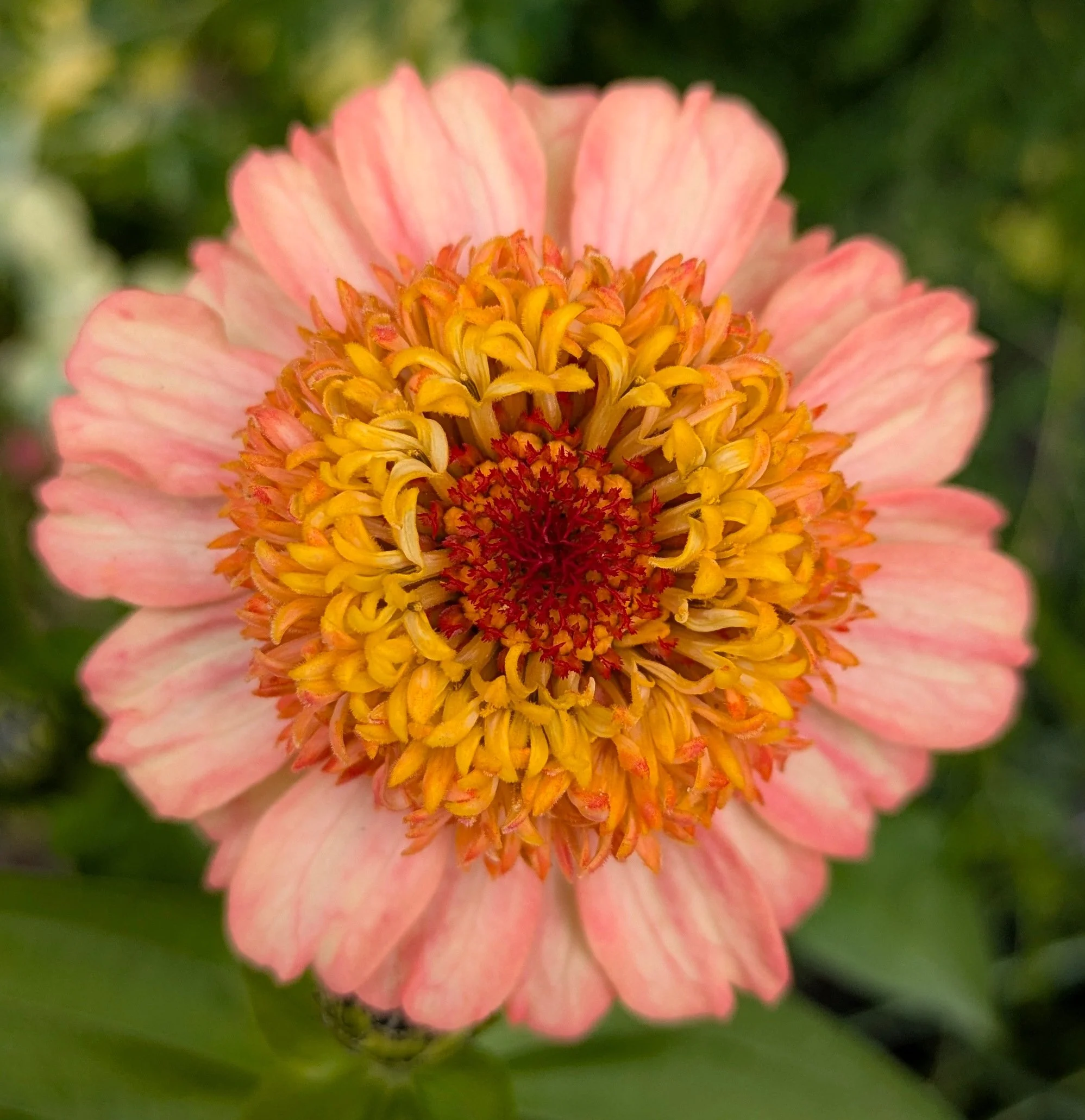Zinnia peach.jpg