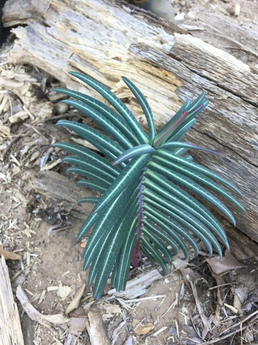 euphorbia-lathyris 3.jpg