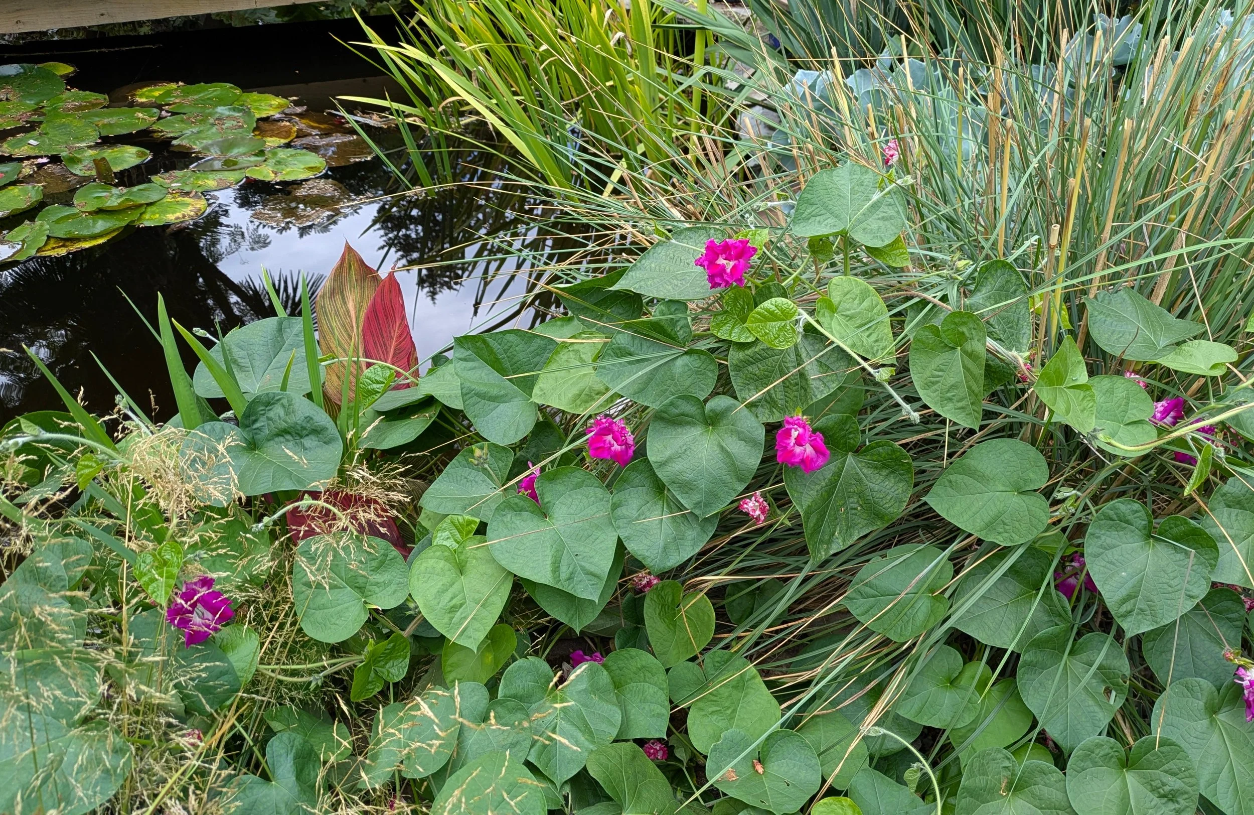 Ipomoea Sunrise Serenade 4.jpg