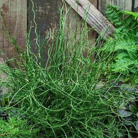 Juncus spiralis 2.jpg