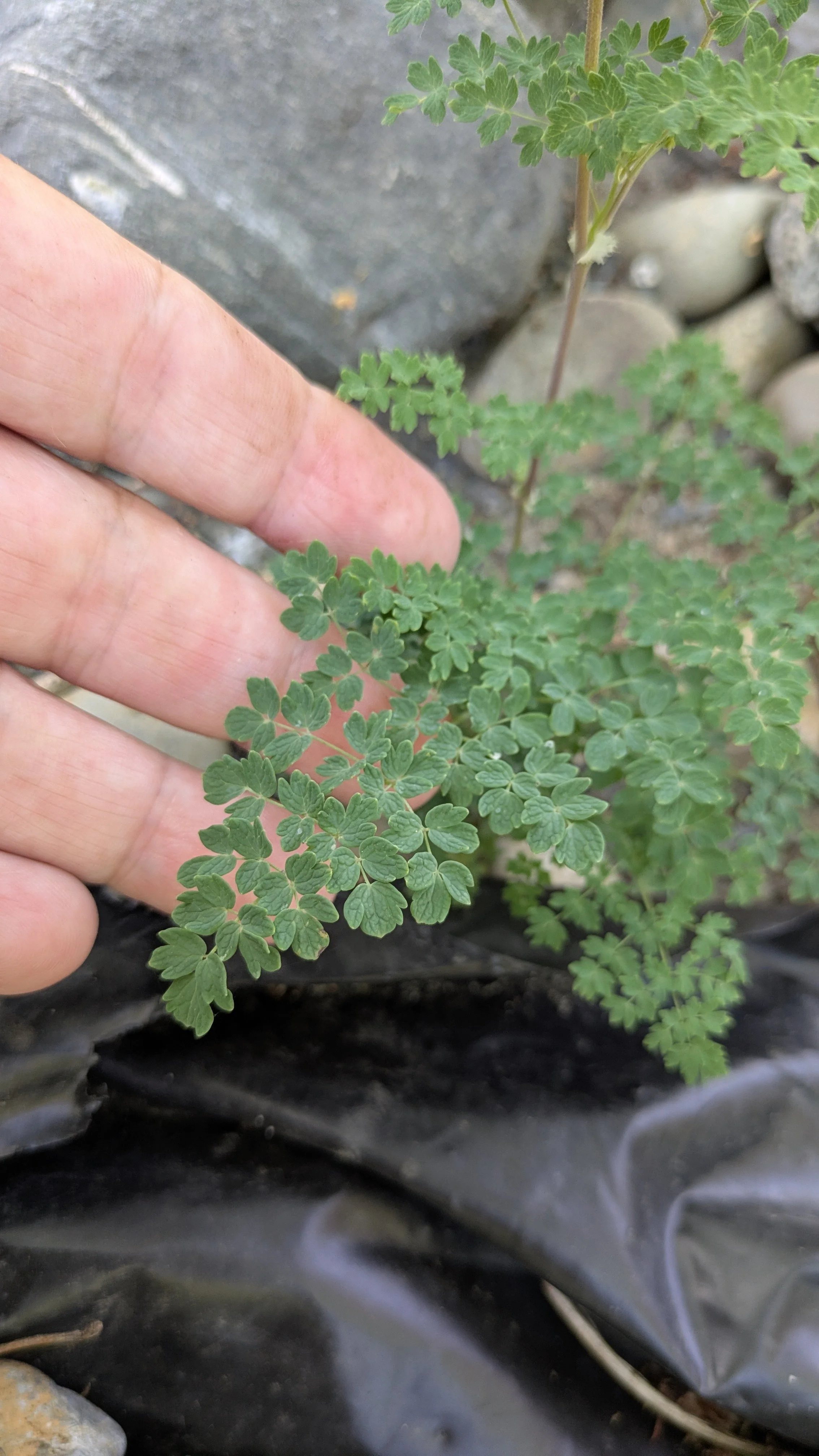 Thalictrum alpinum 4.jpg
