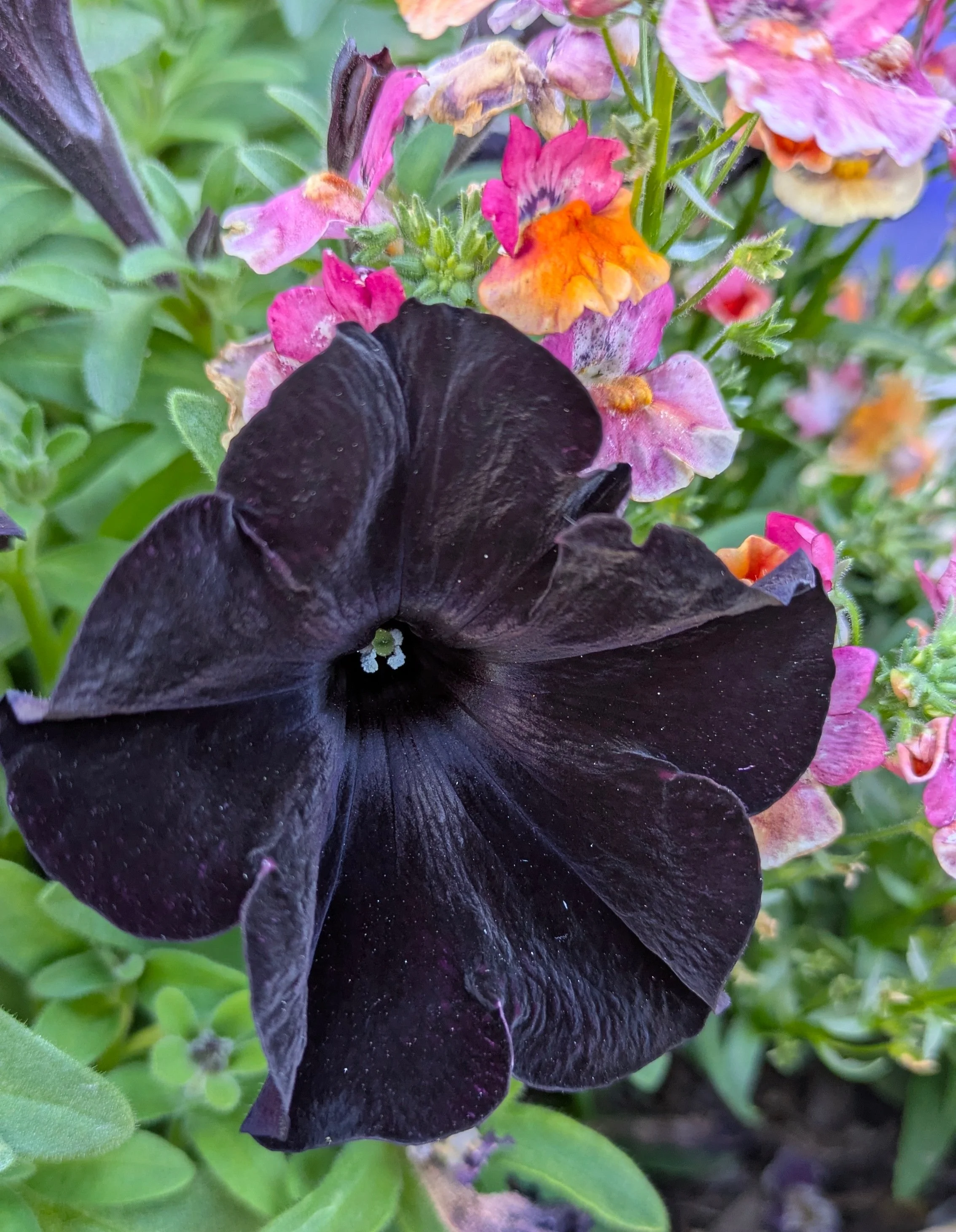 Petunia "Black Satin"
