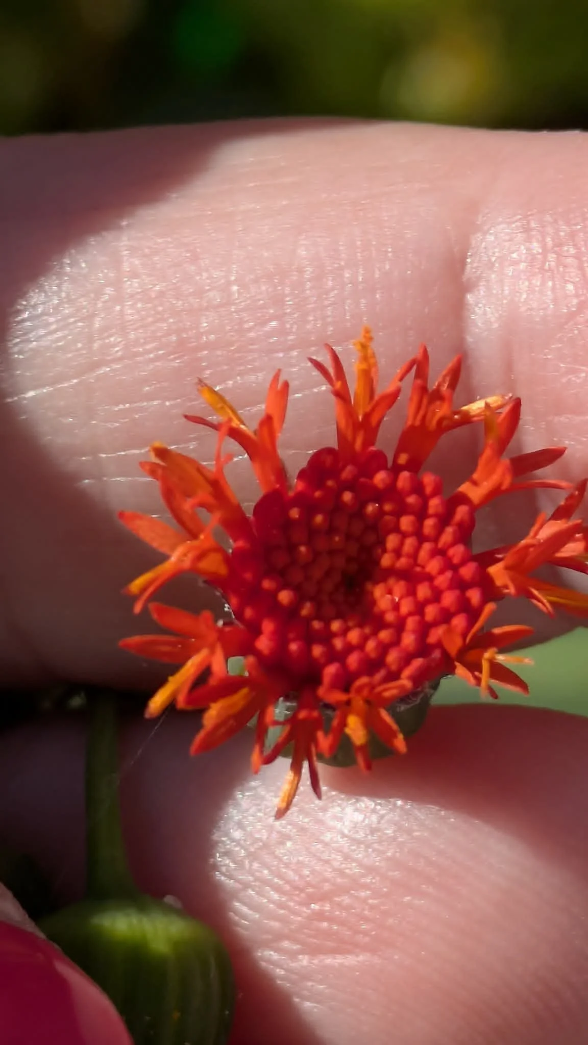 emilia sochifolia.jpg