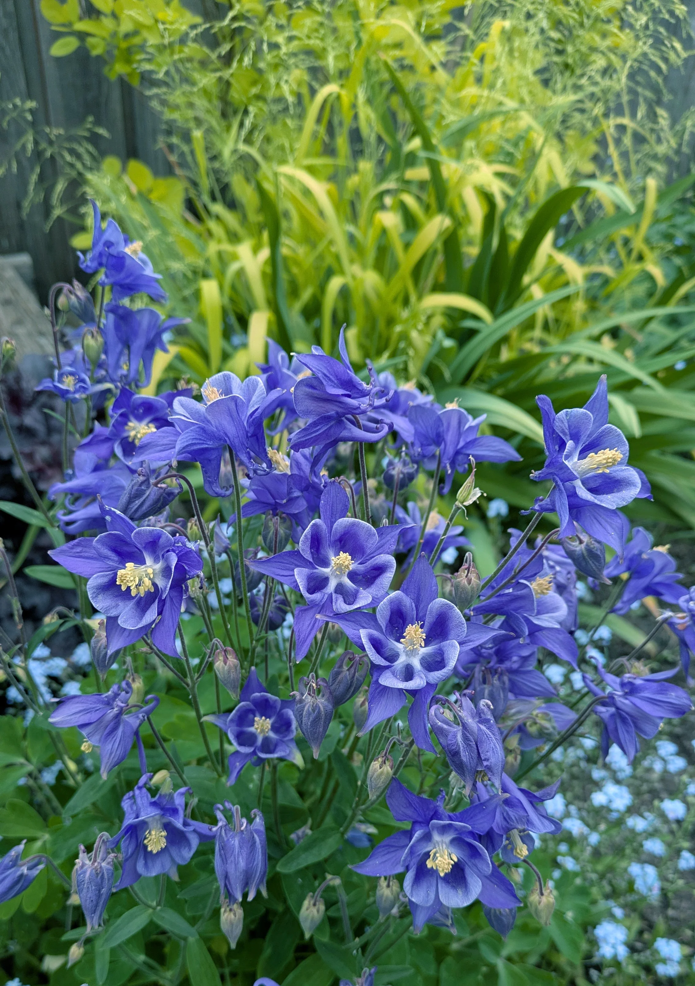 Aquilegia Cerulean Blue.jpg