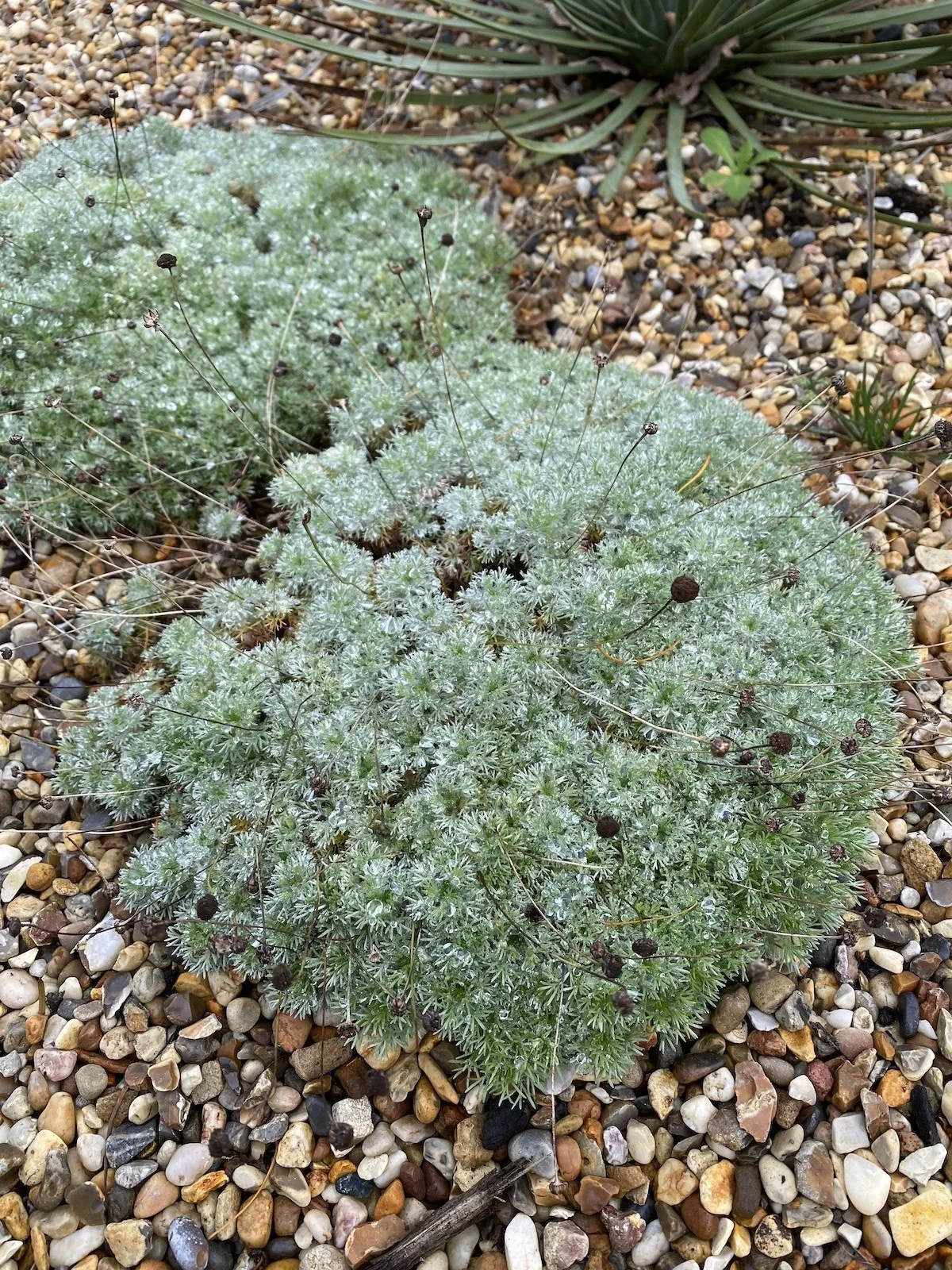 cotula-hispida2.jpg
